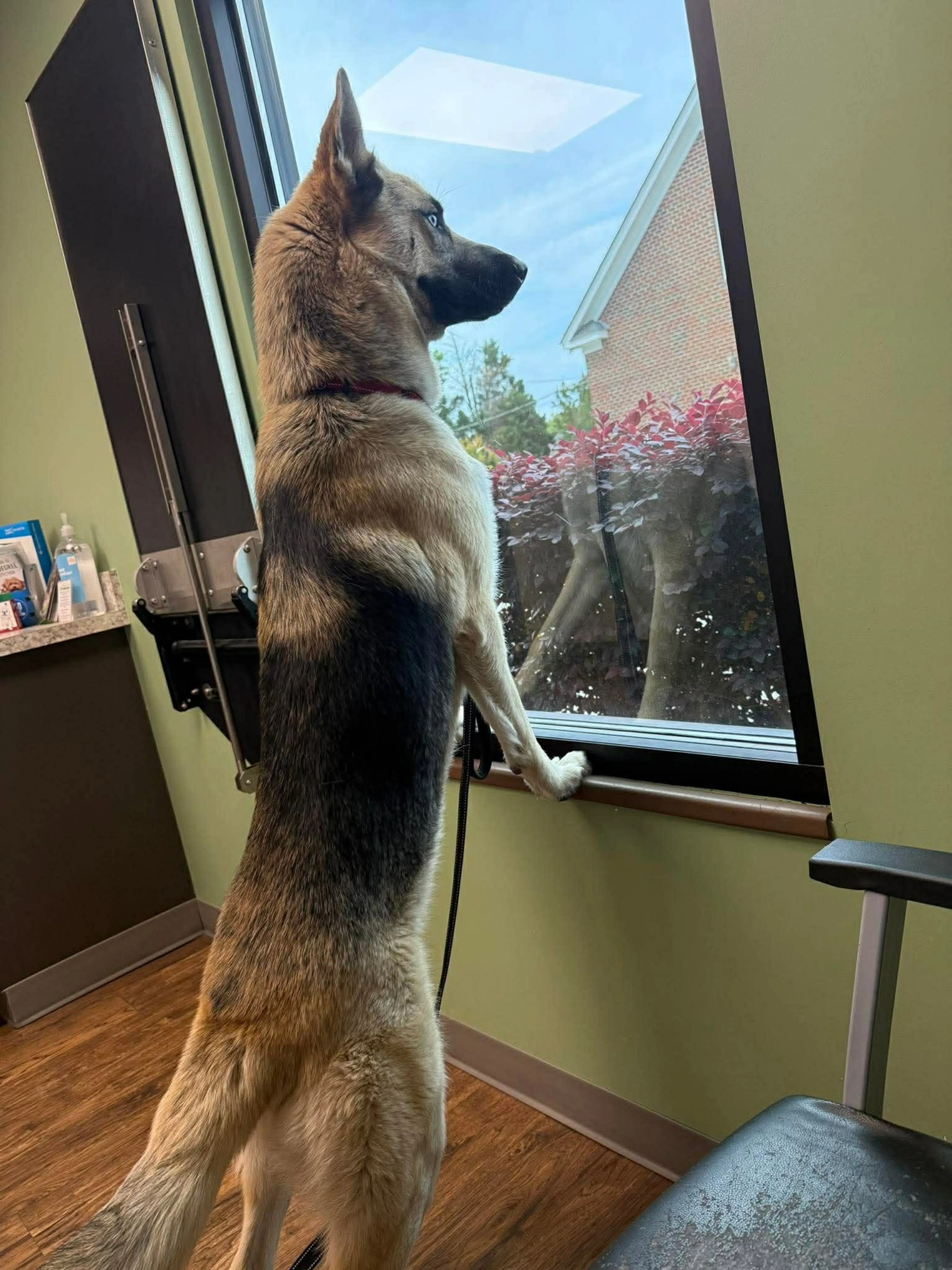 Found pet-2