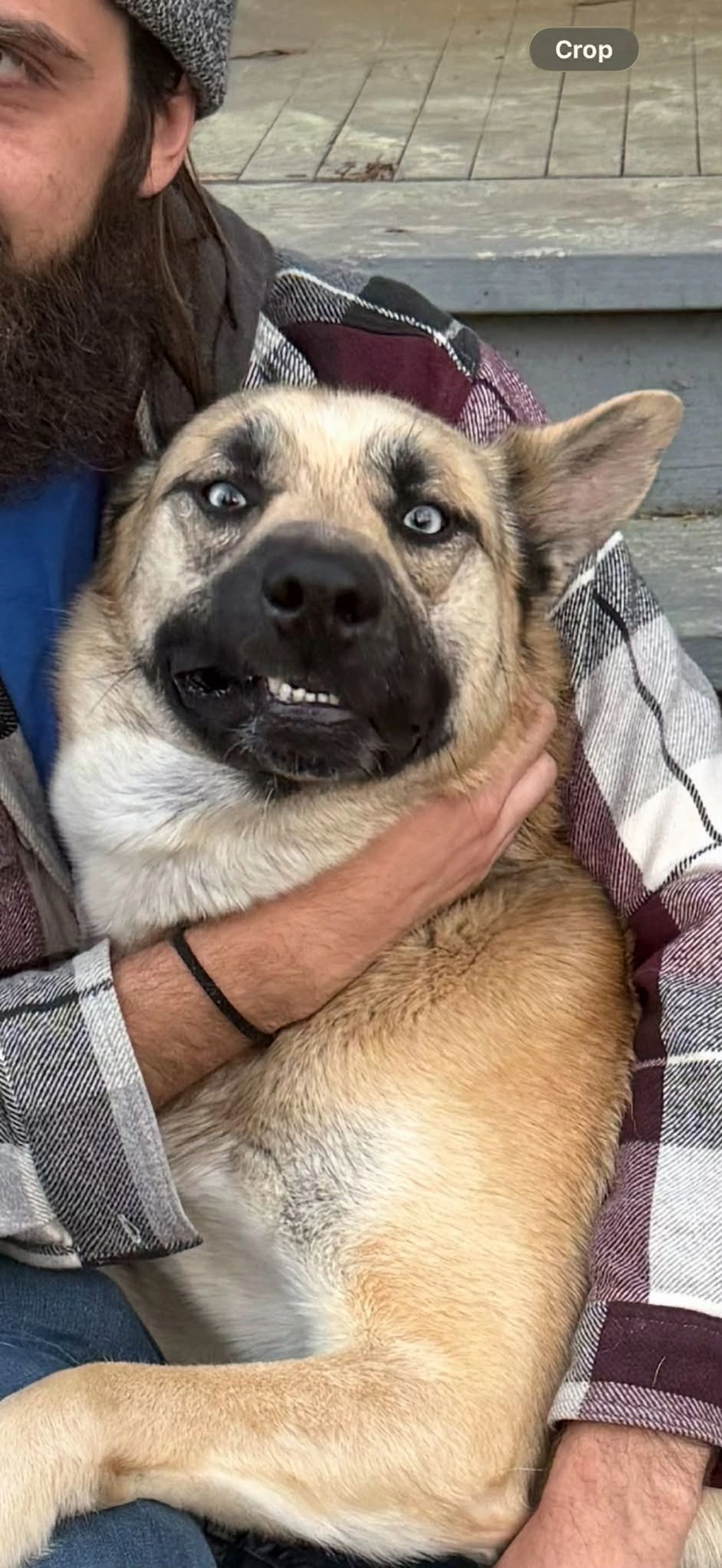 Found pet-1