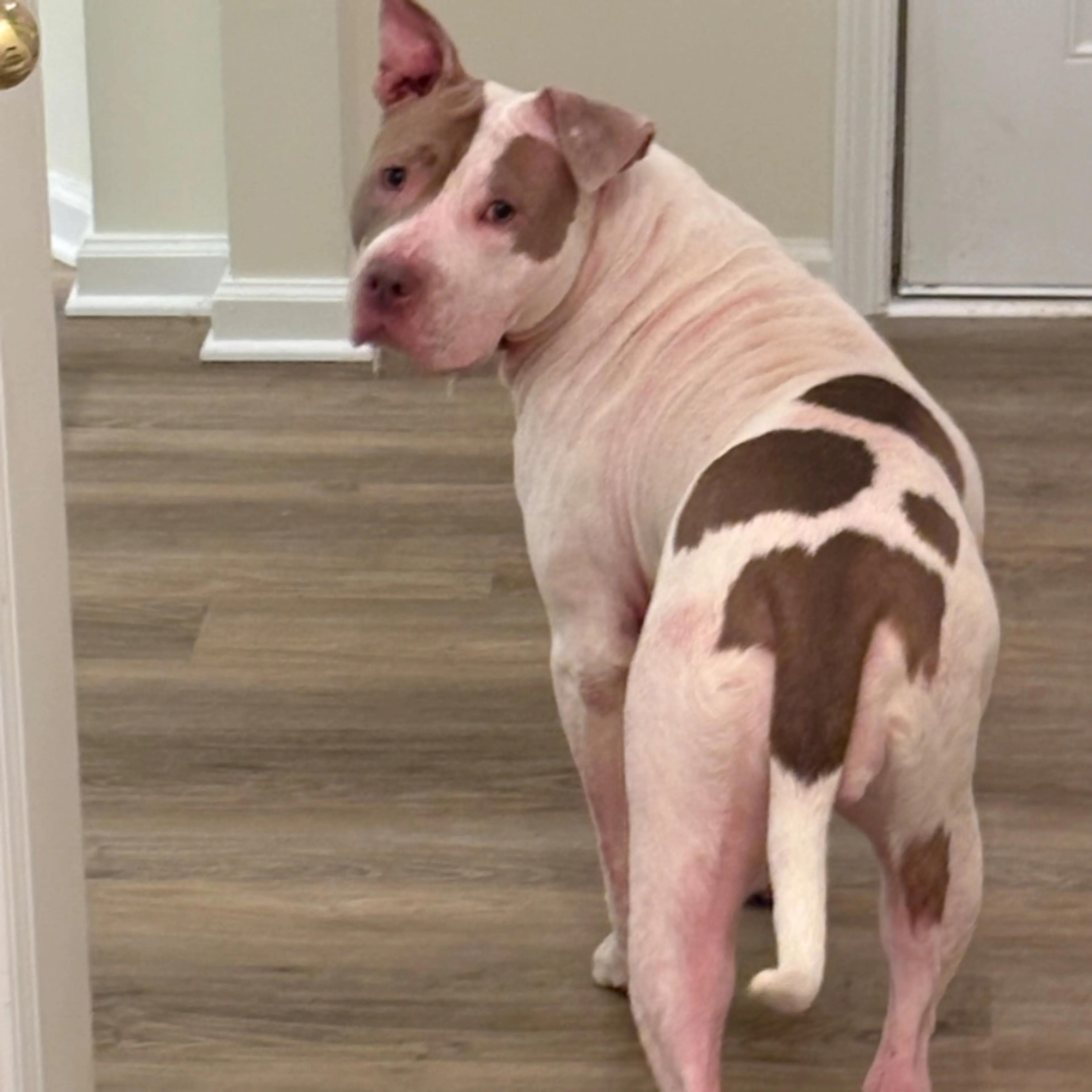 Found pet