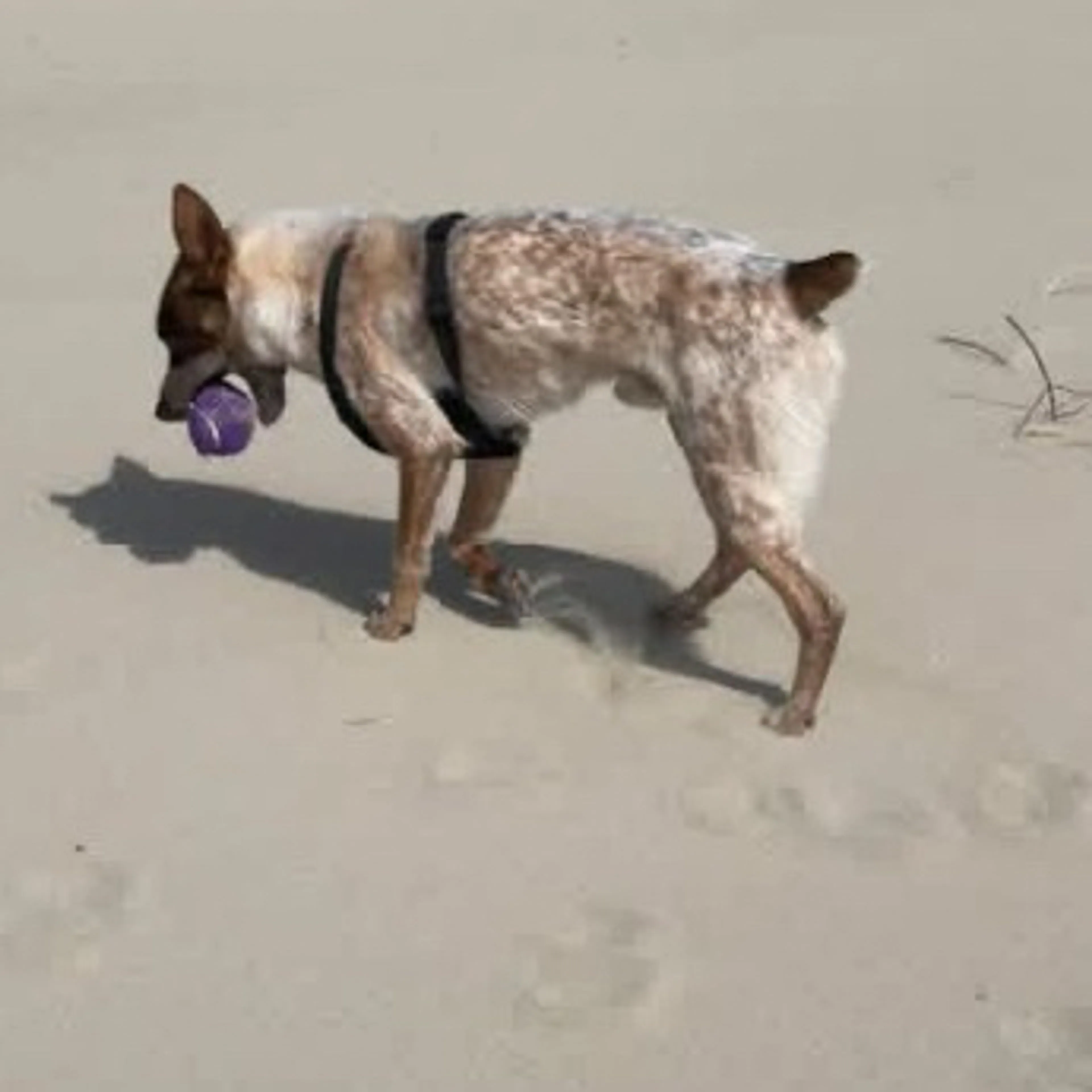 Lost pet-1