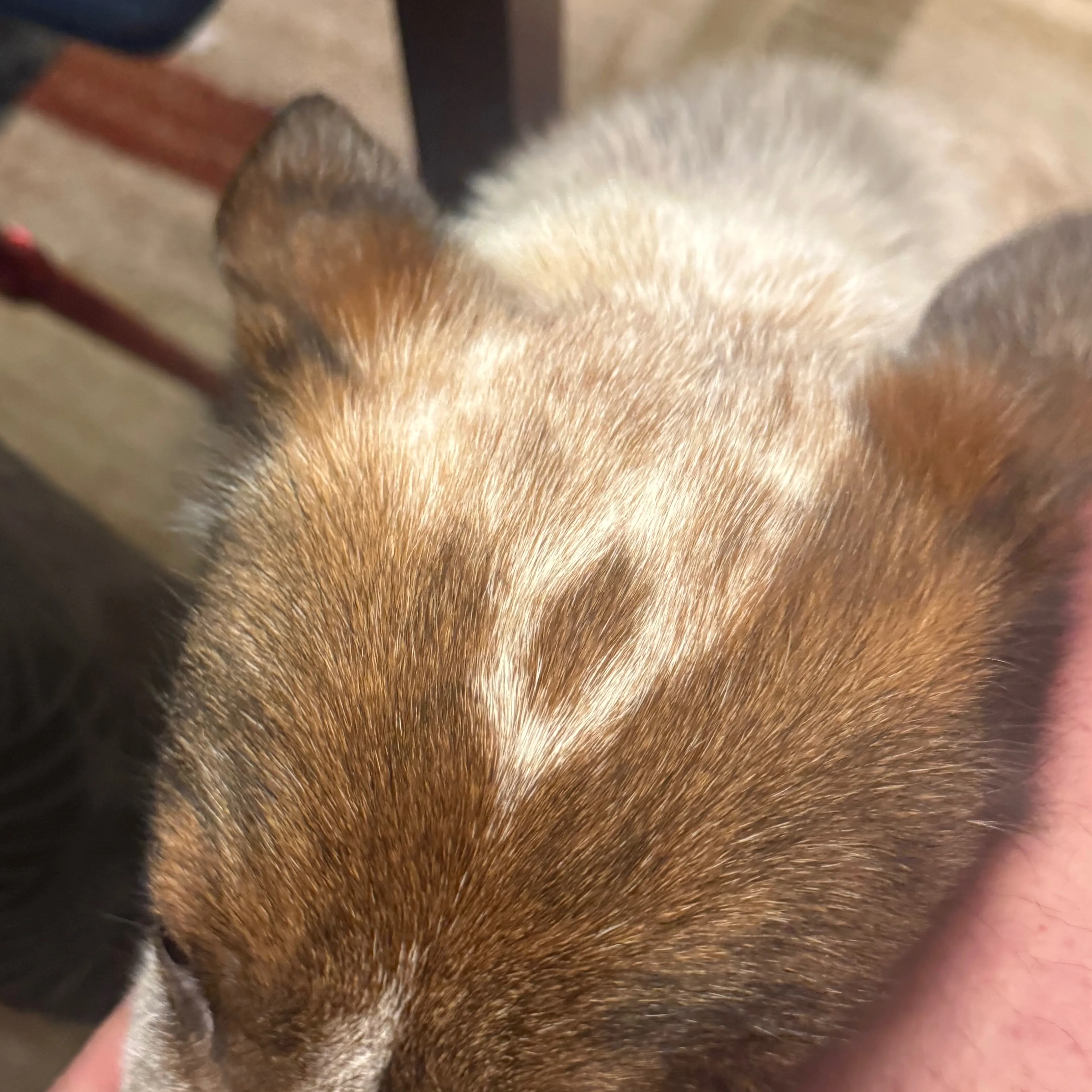 Lost pet-3