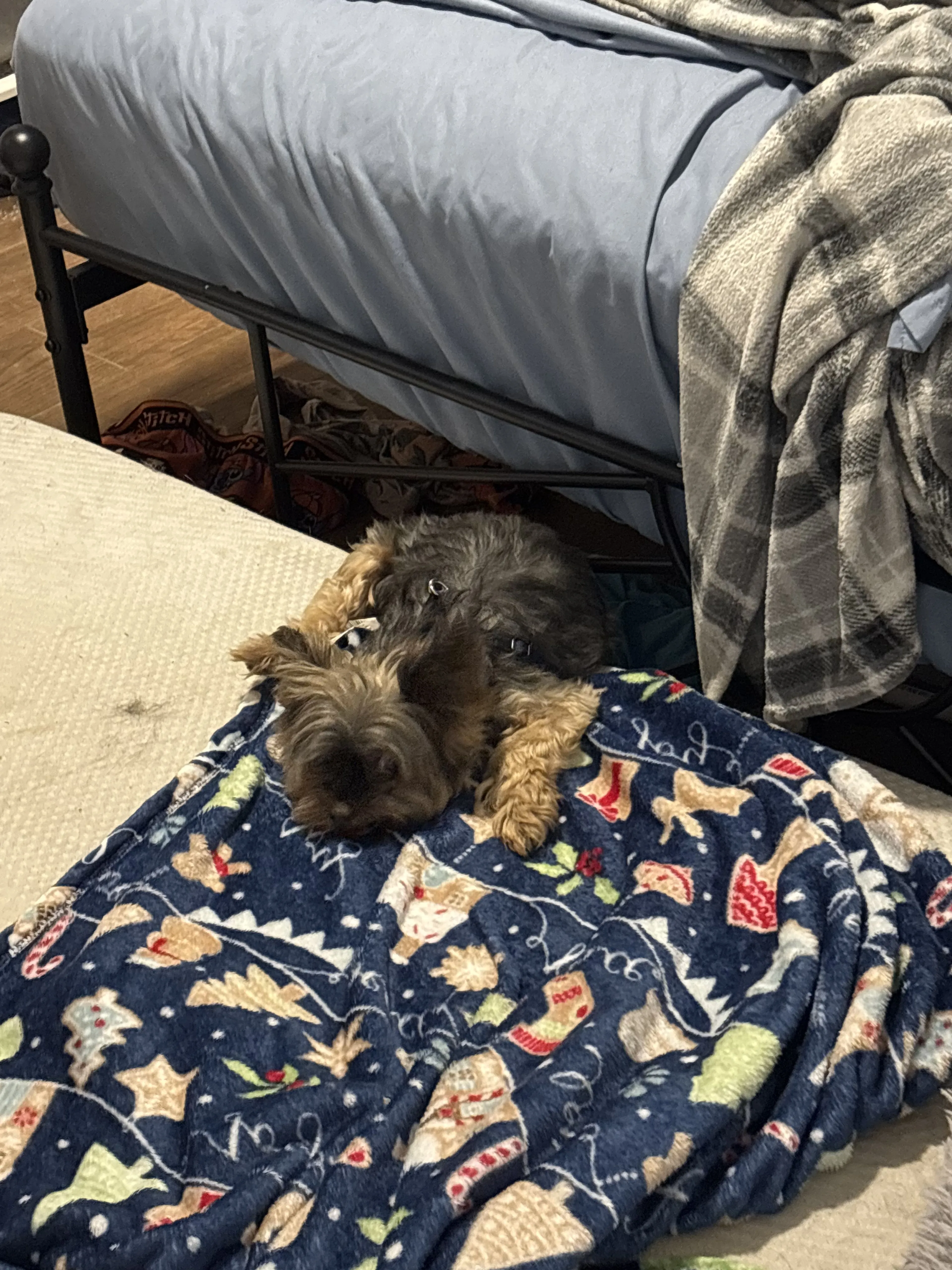 Lost pet