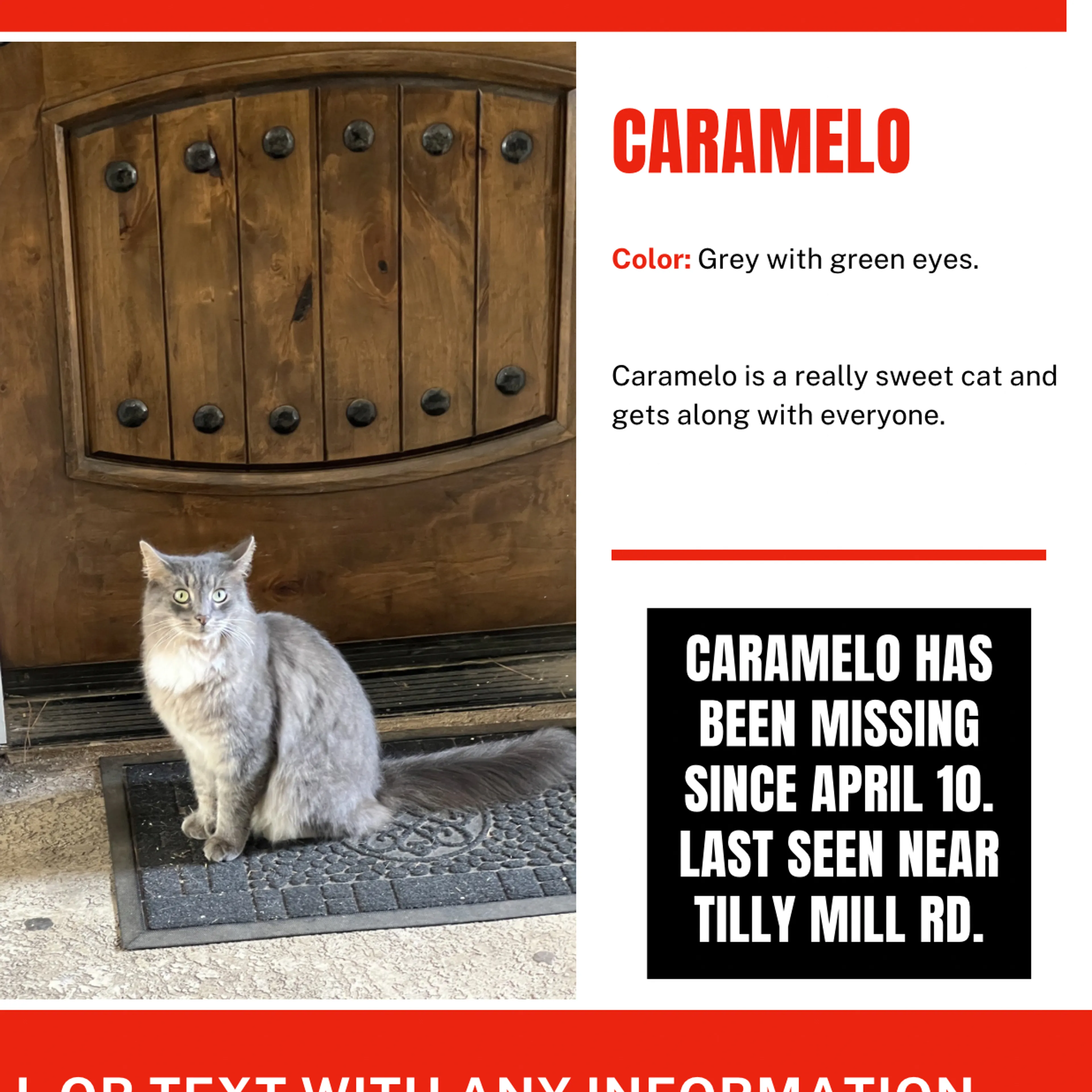 Lost pet-2
