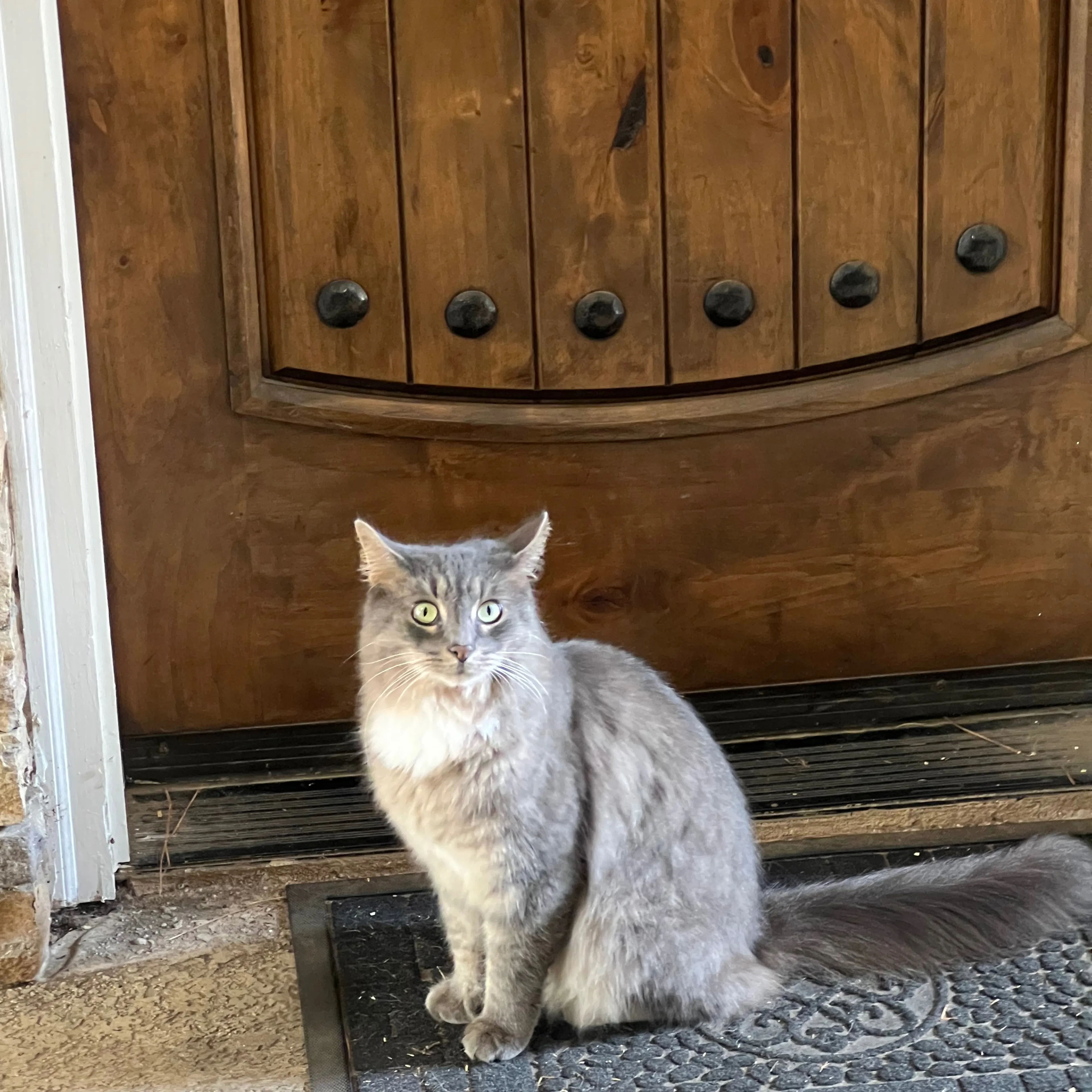 Lost pet-1