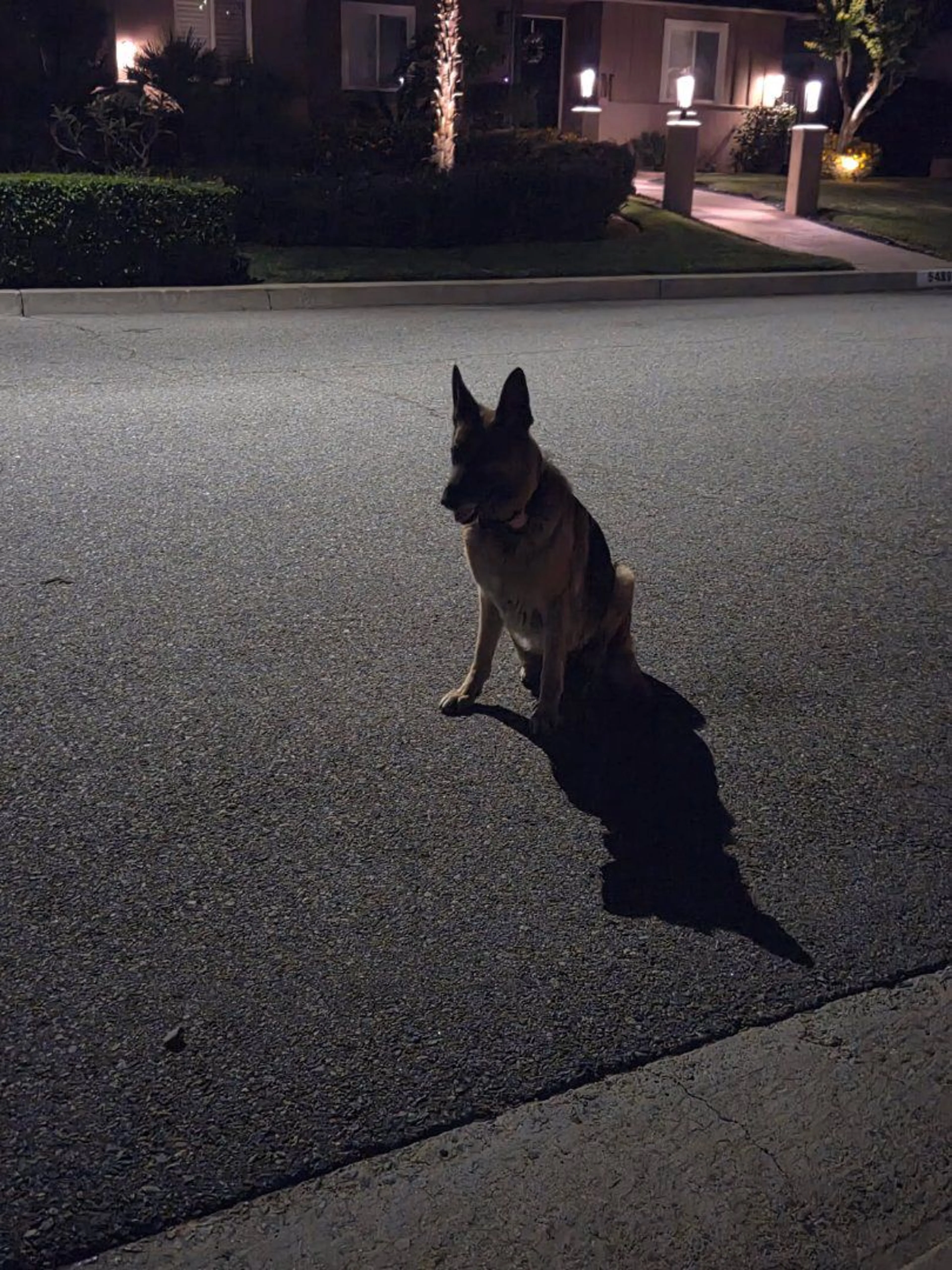 Lost pet-0