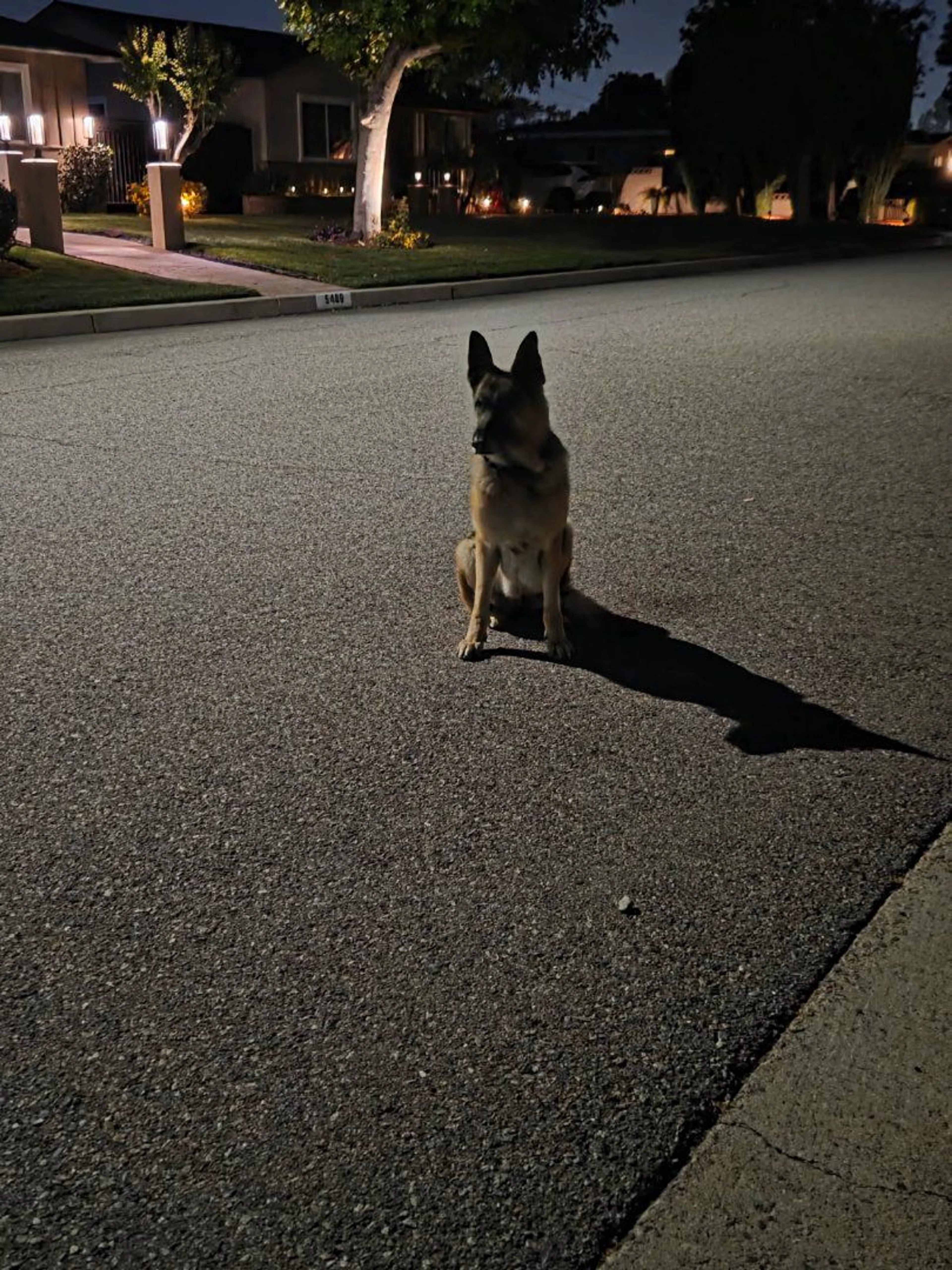 Lost pet-1