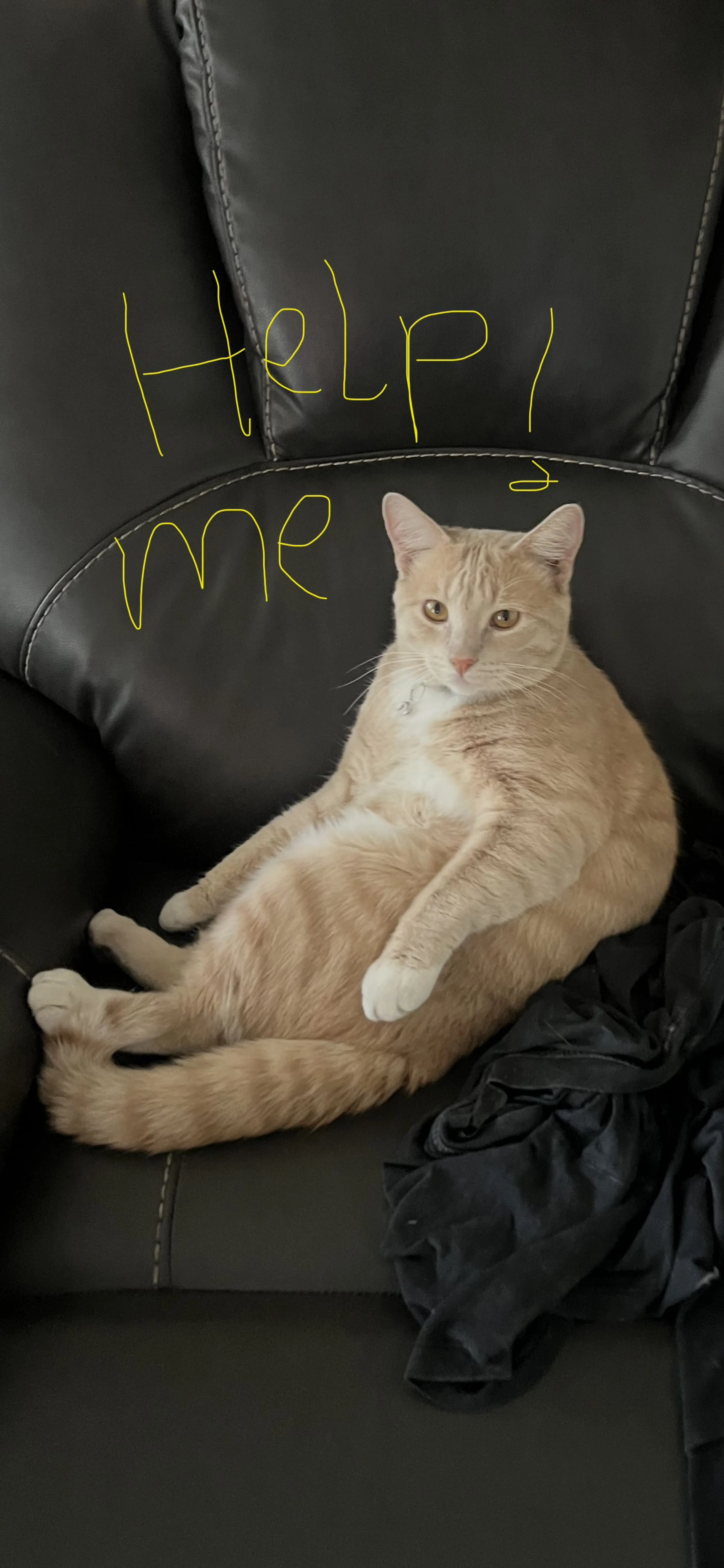 Lost pet