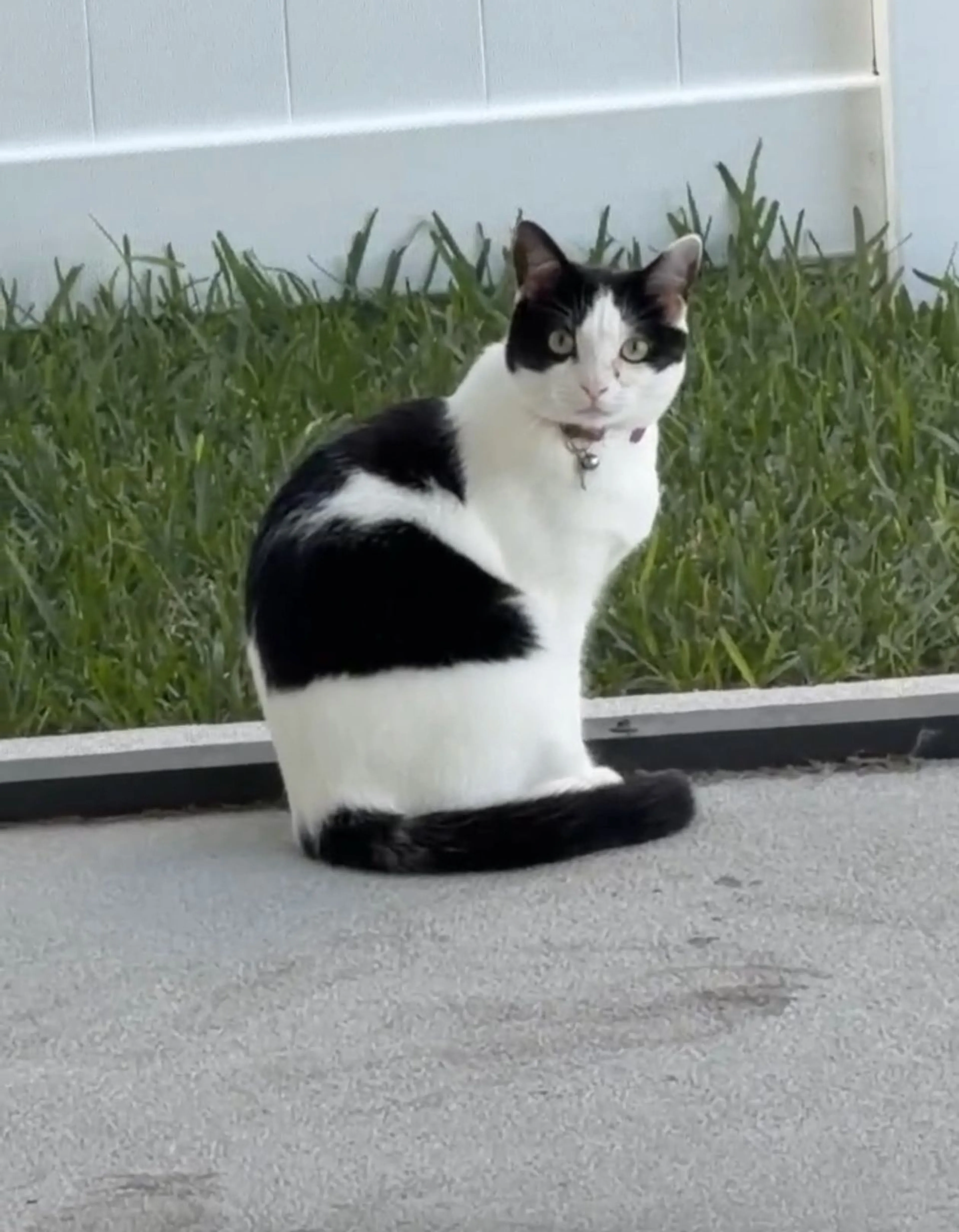 Lost pet