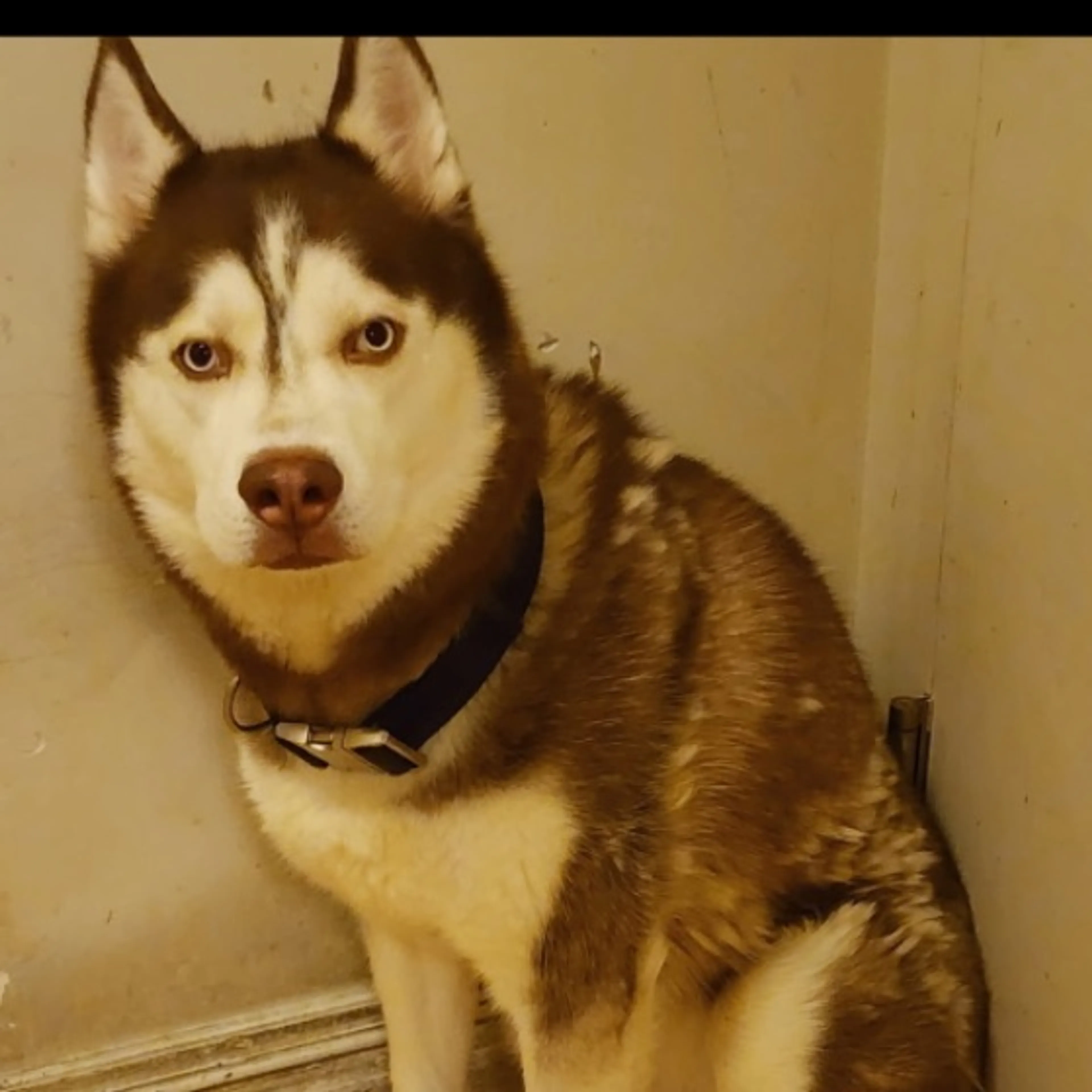 Lost pet