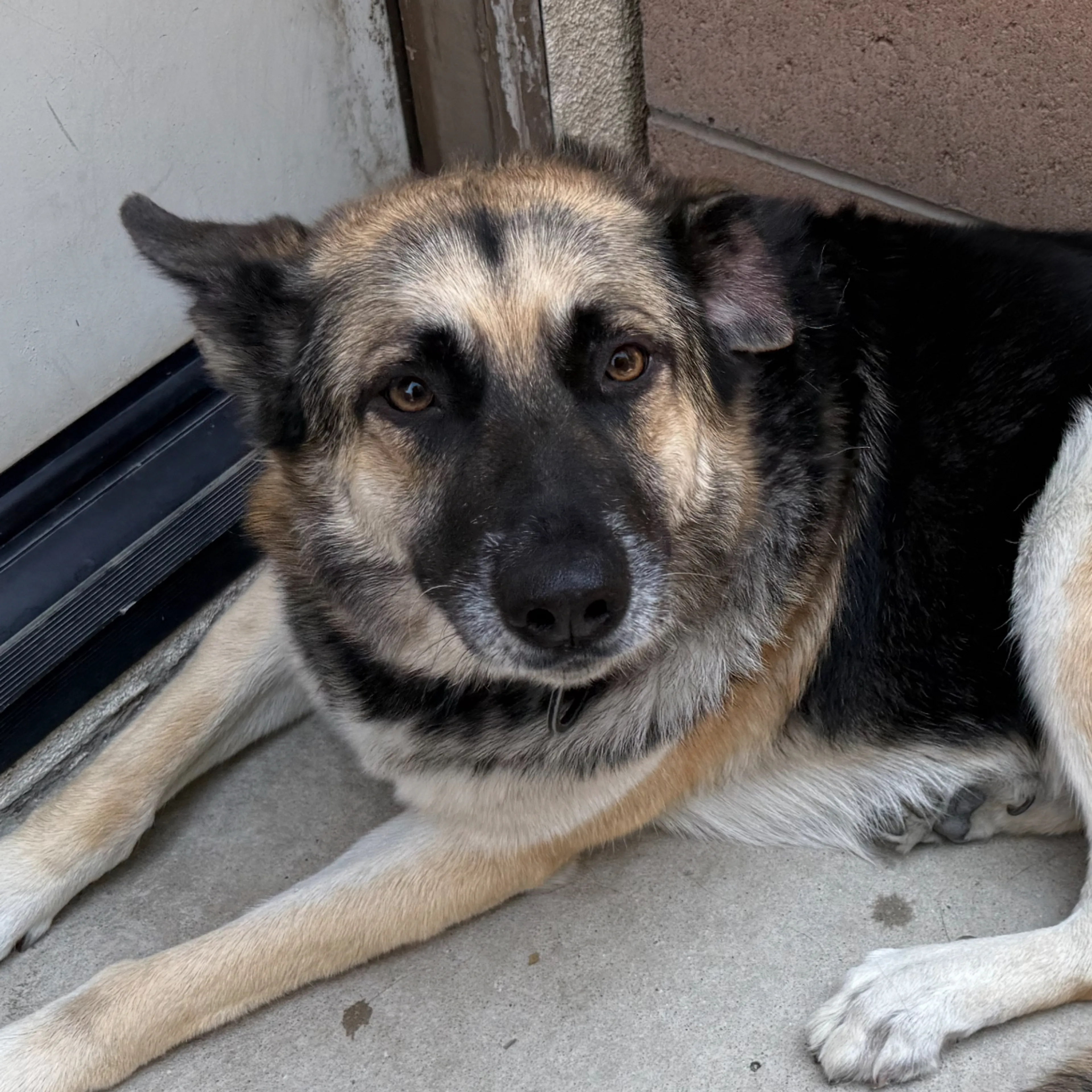 Lost pet-2