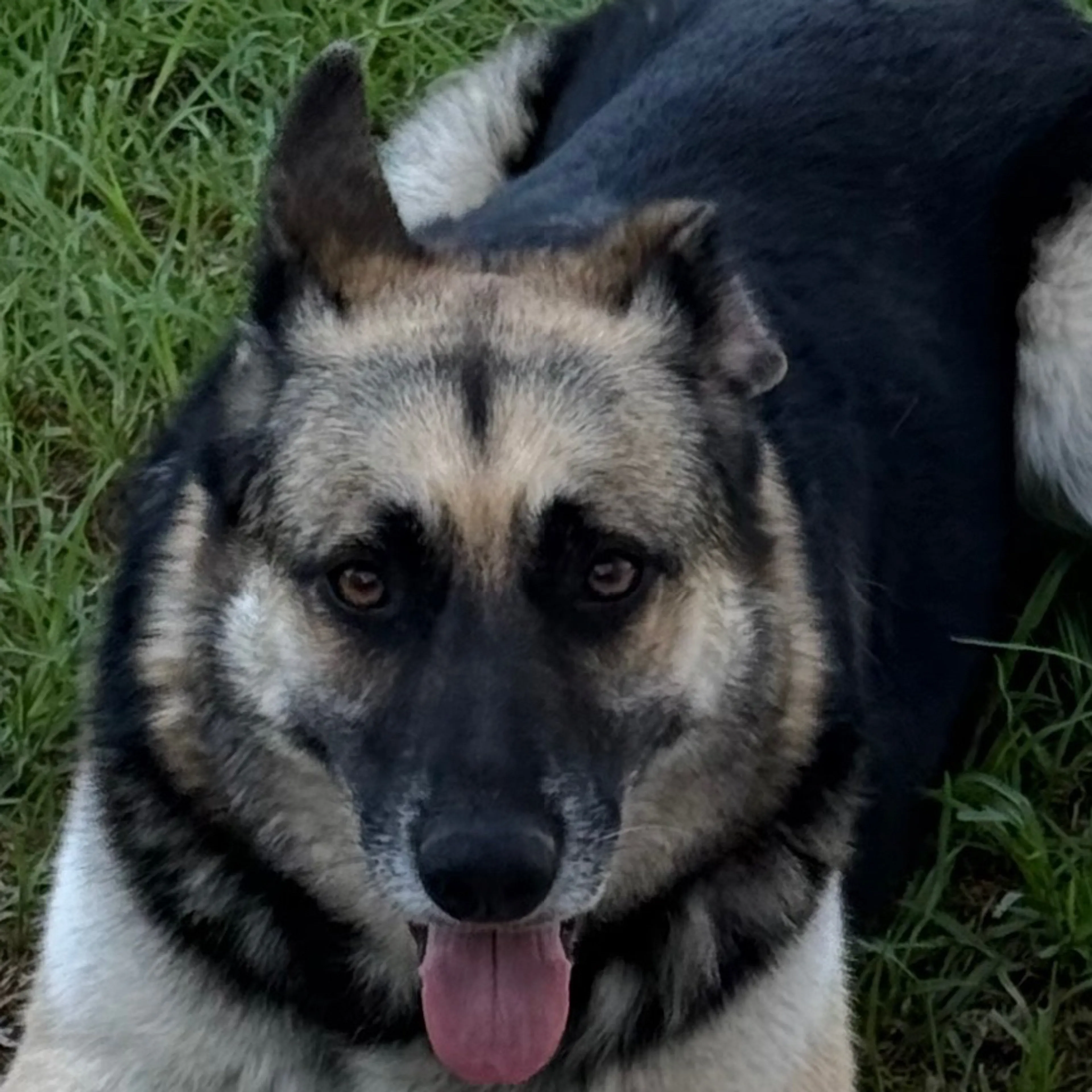 Lost pet-3