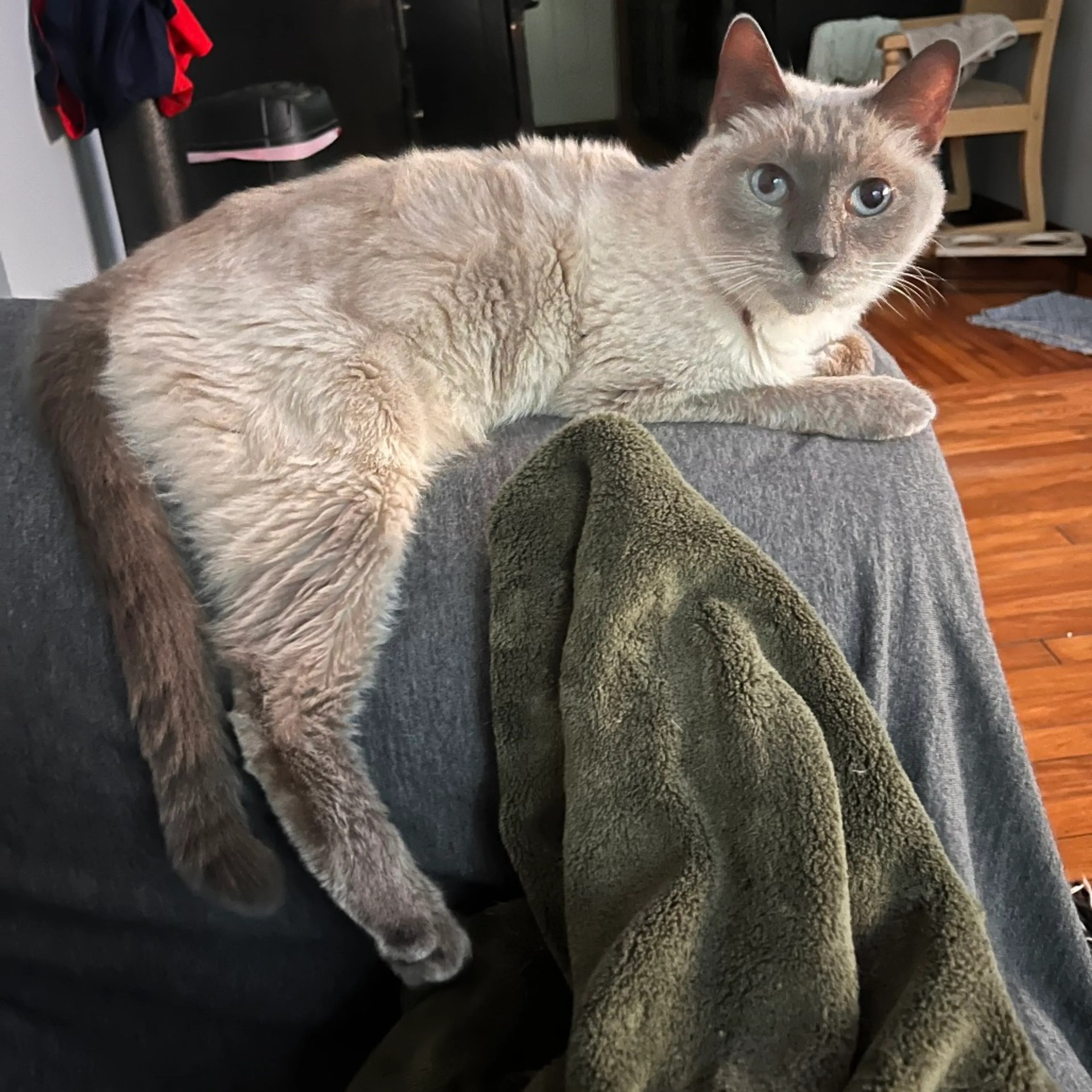 Found pet-0