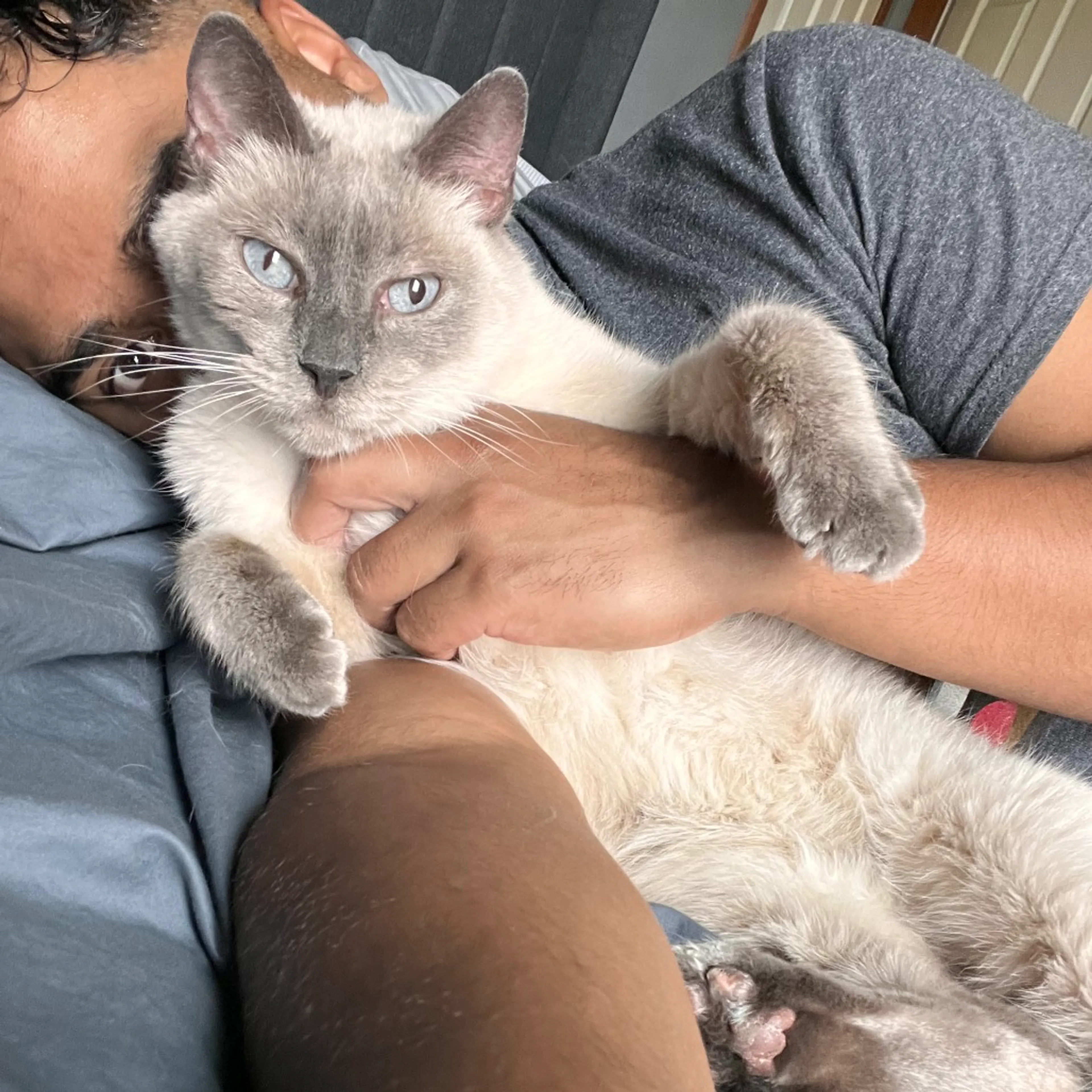 Found pet-3