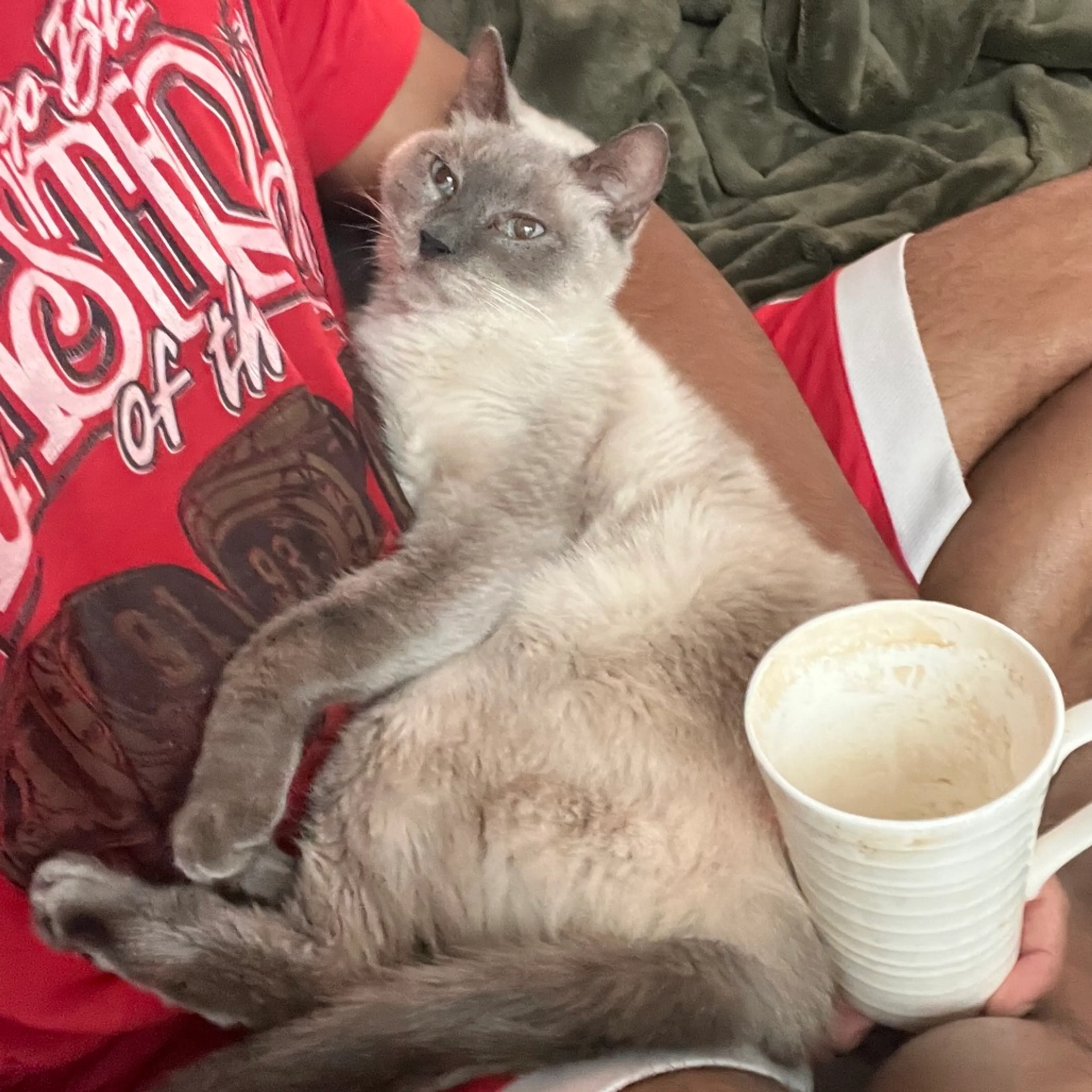 Found pet-2