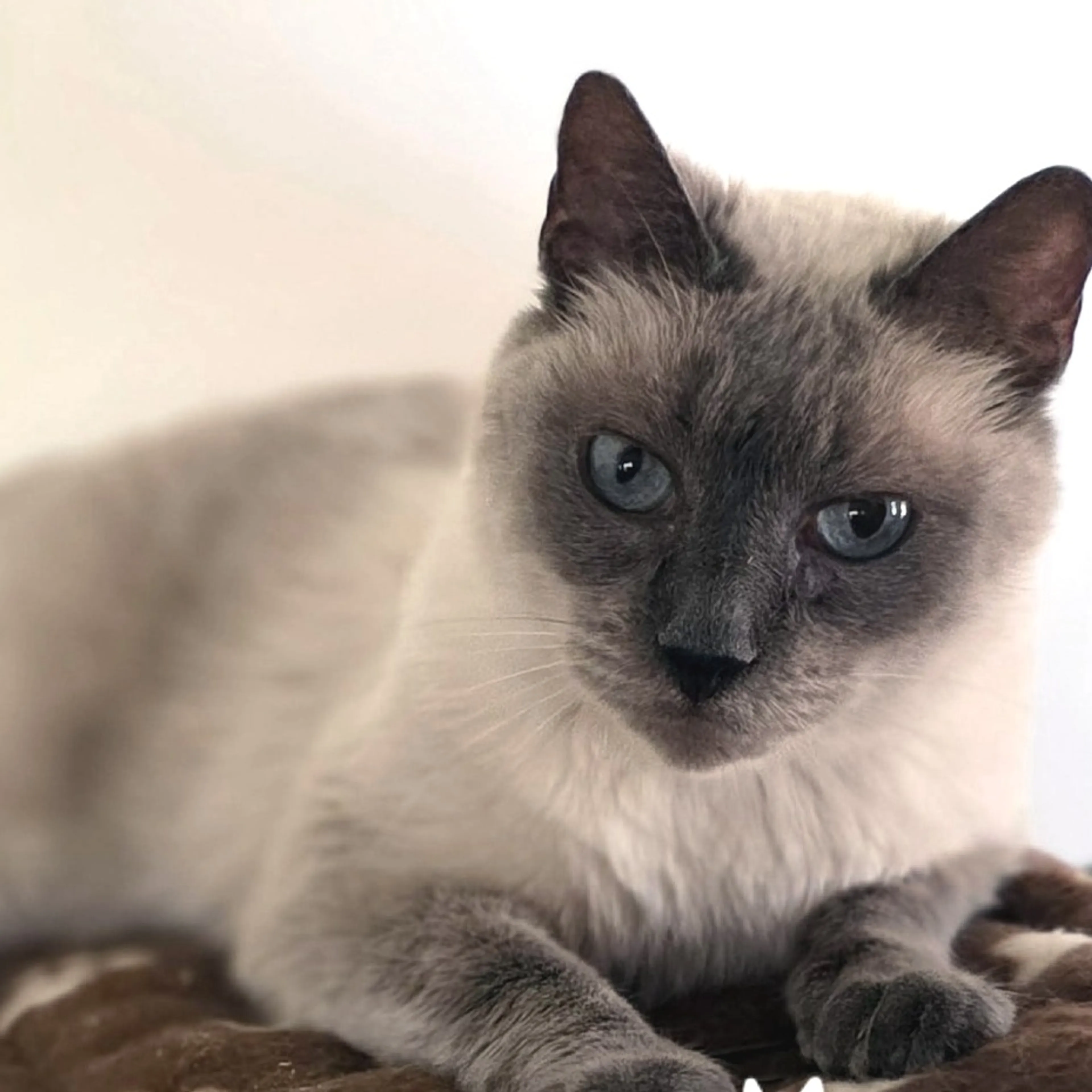 Found pet-1