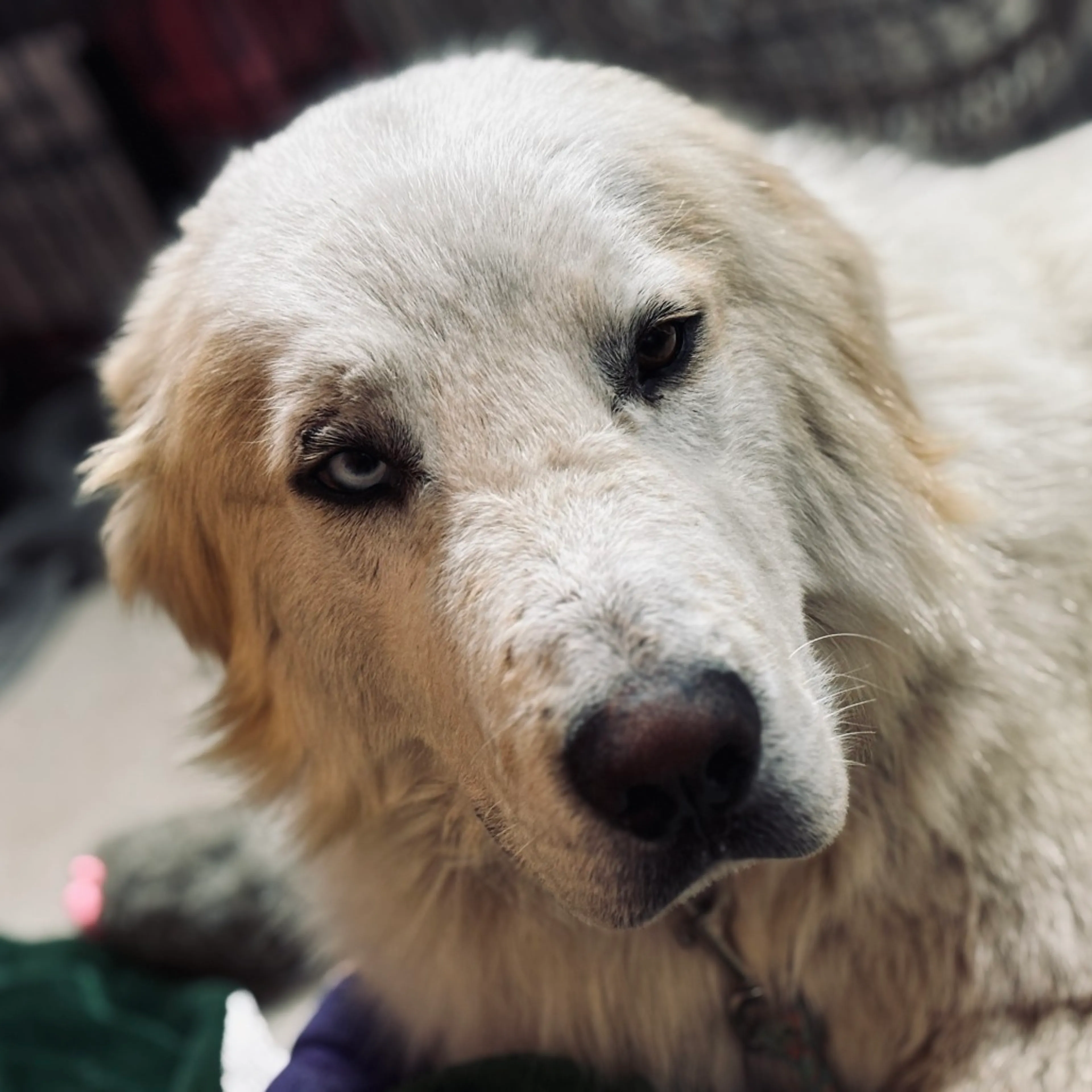 Found pet-2