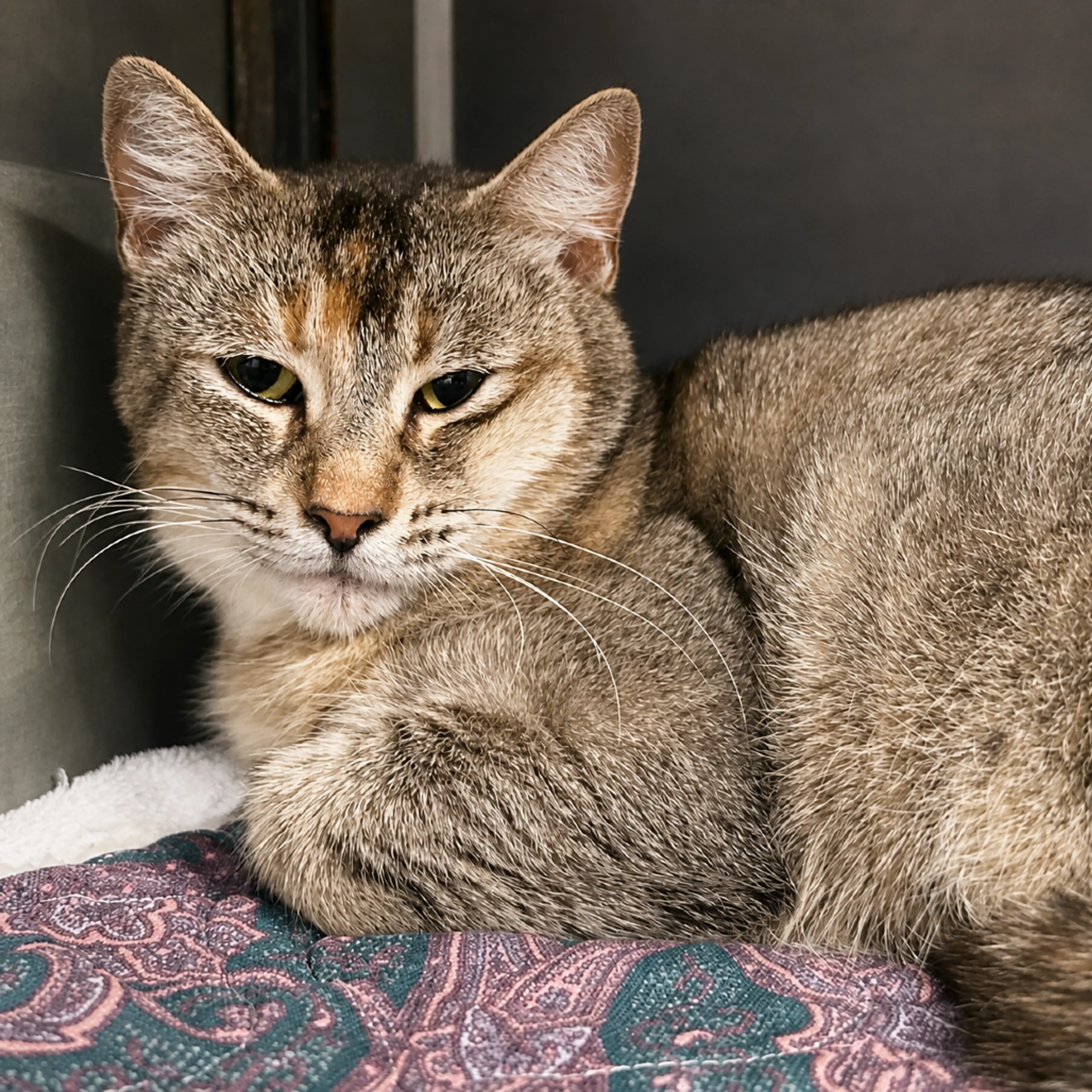 Found pet-2