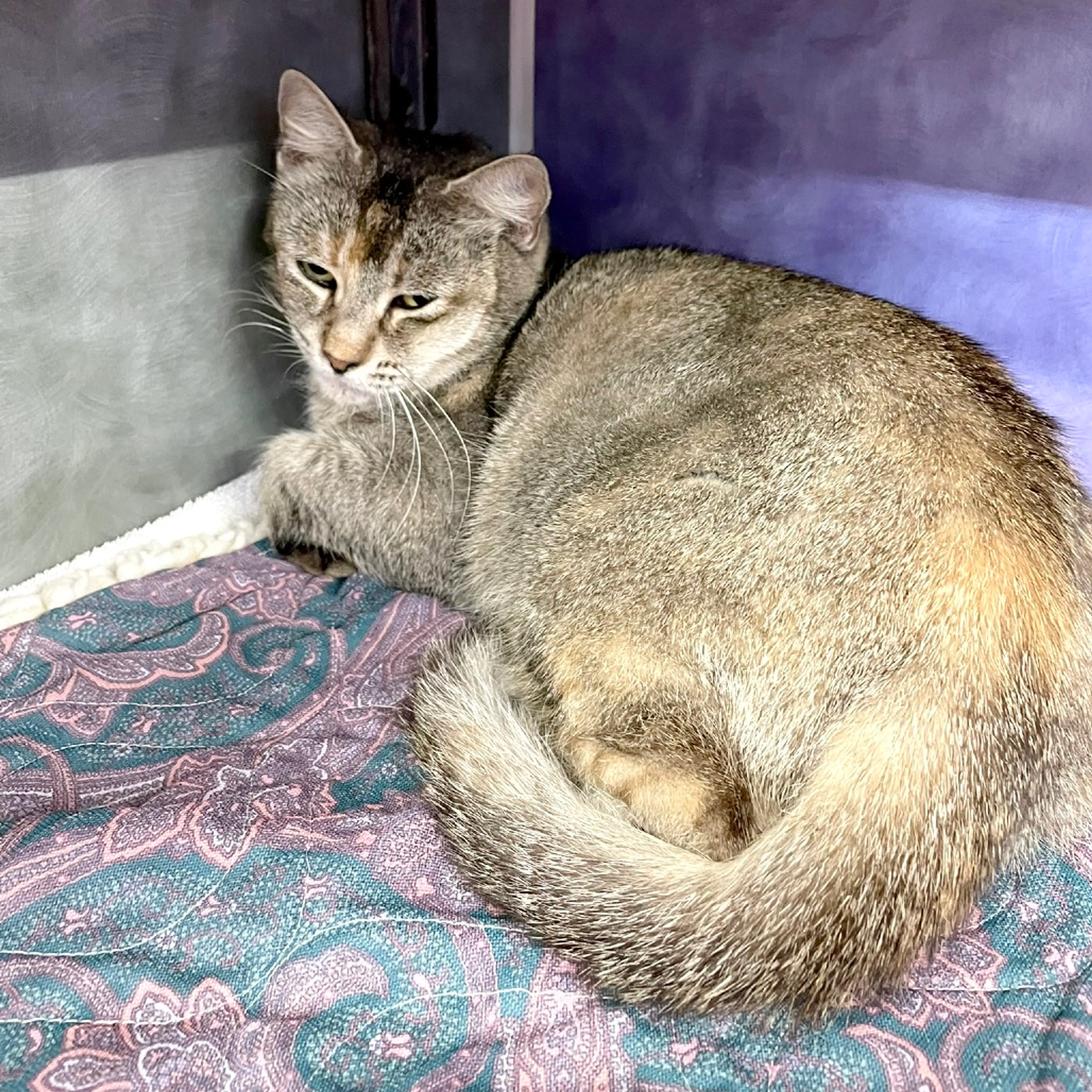Found pet-1