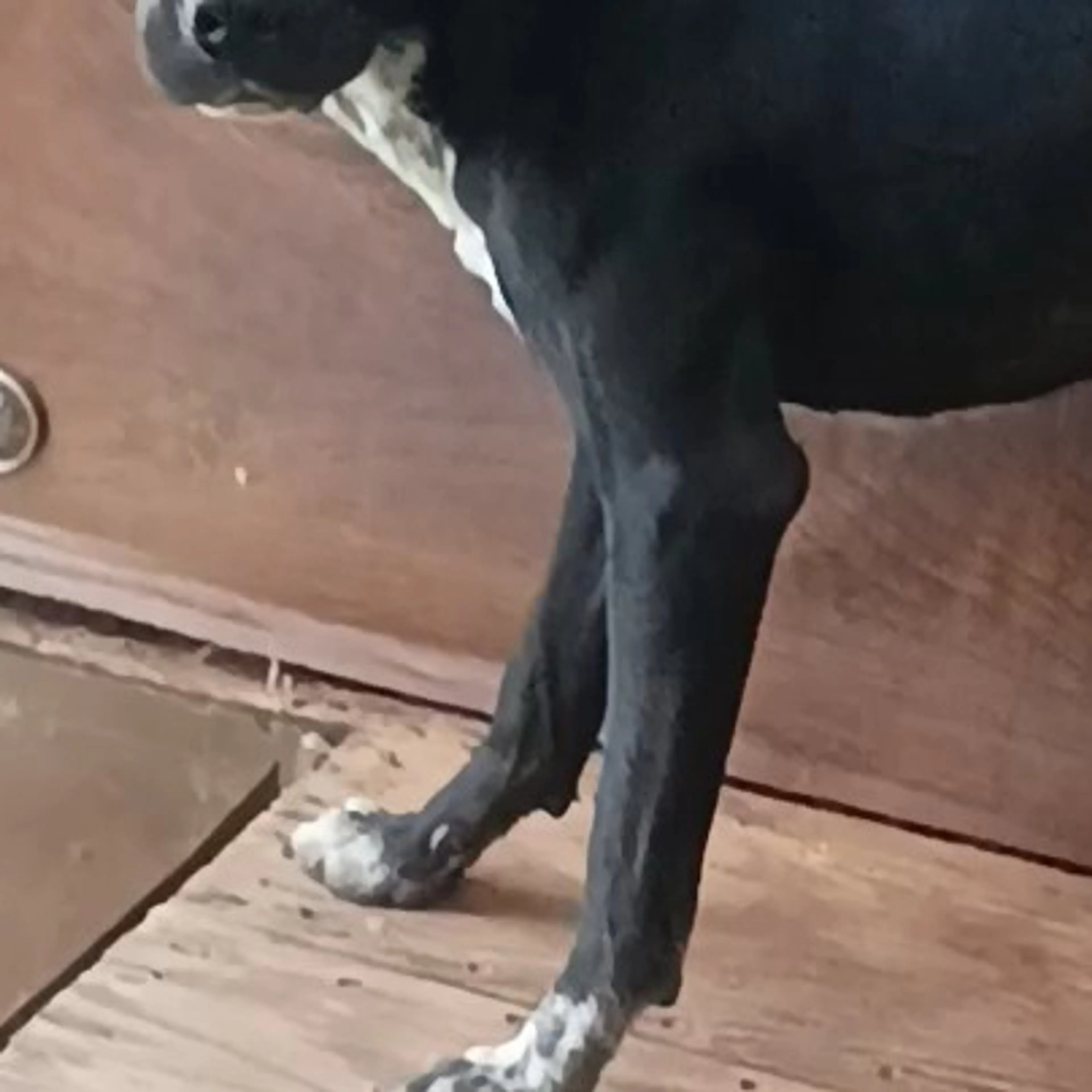 Lost pet-3