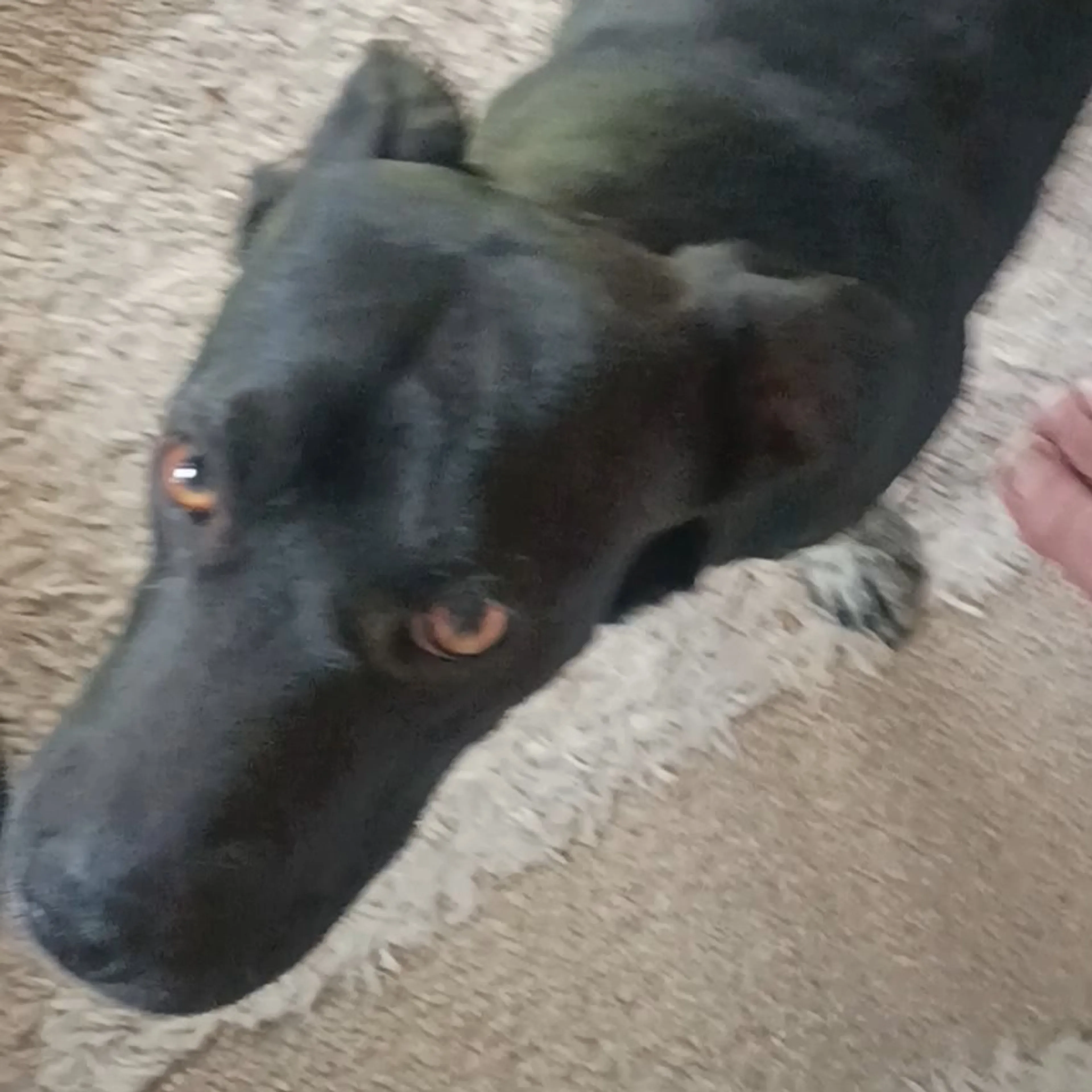 Lost pet-2