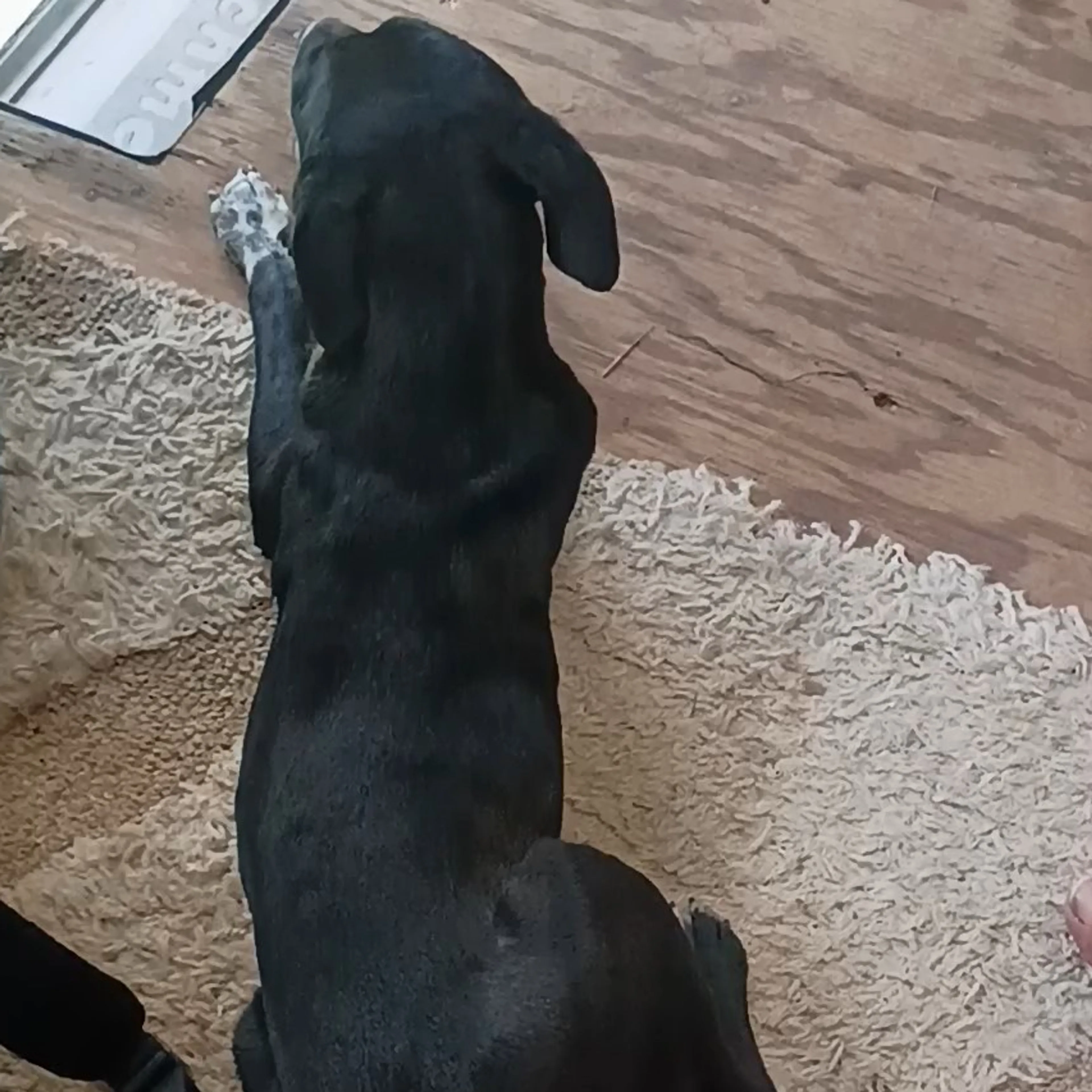 Lost pet-1