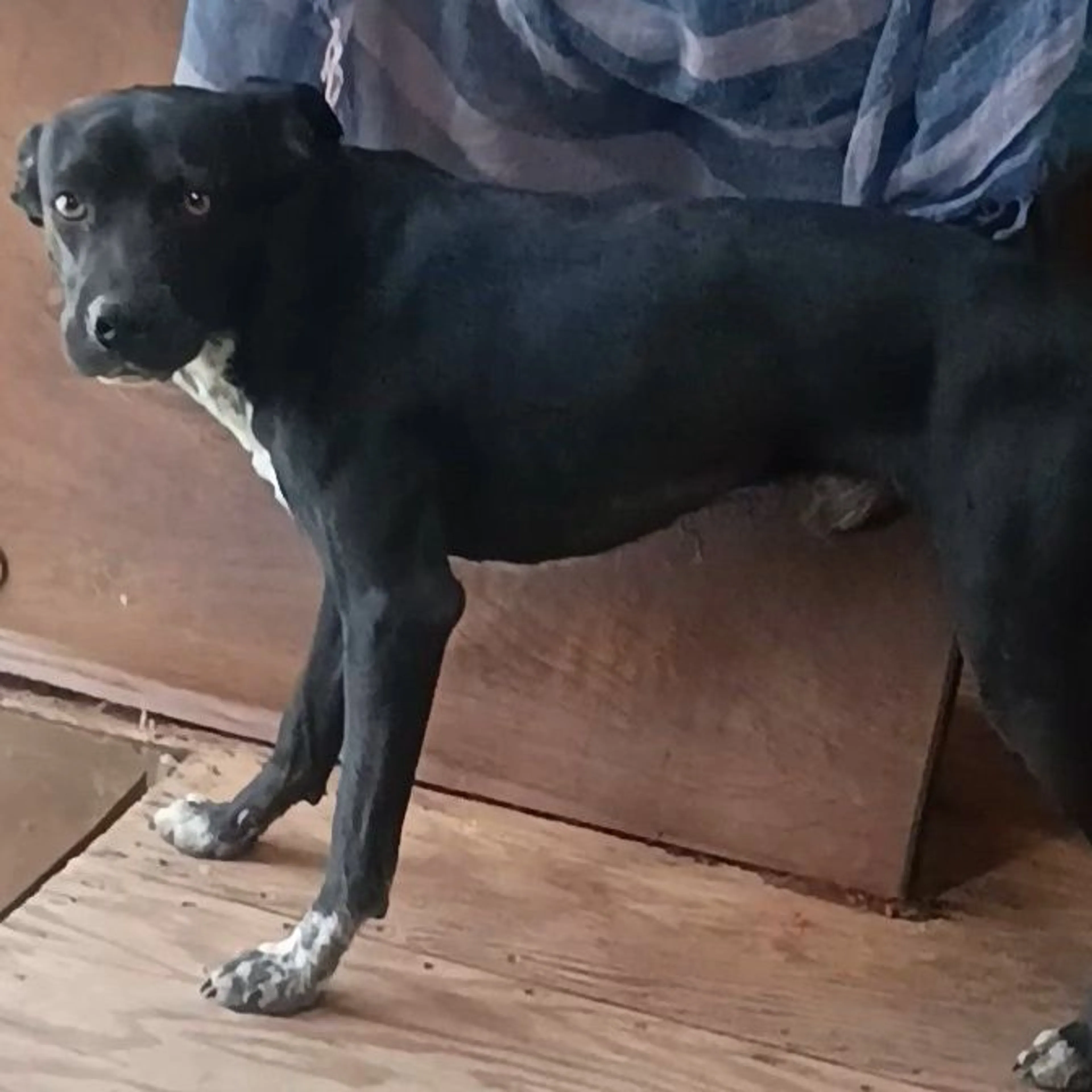 Lost pet-0