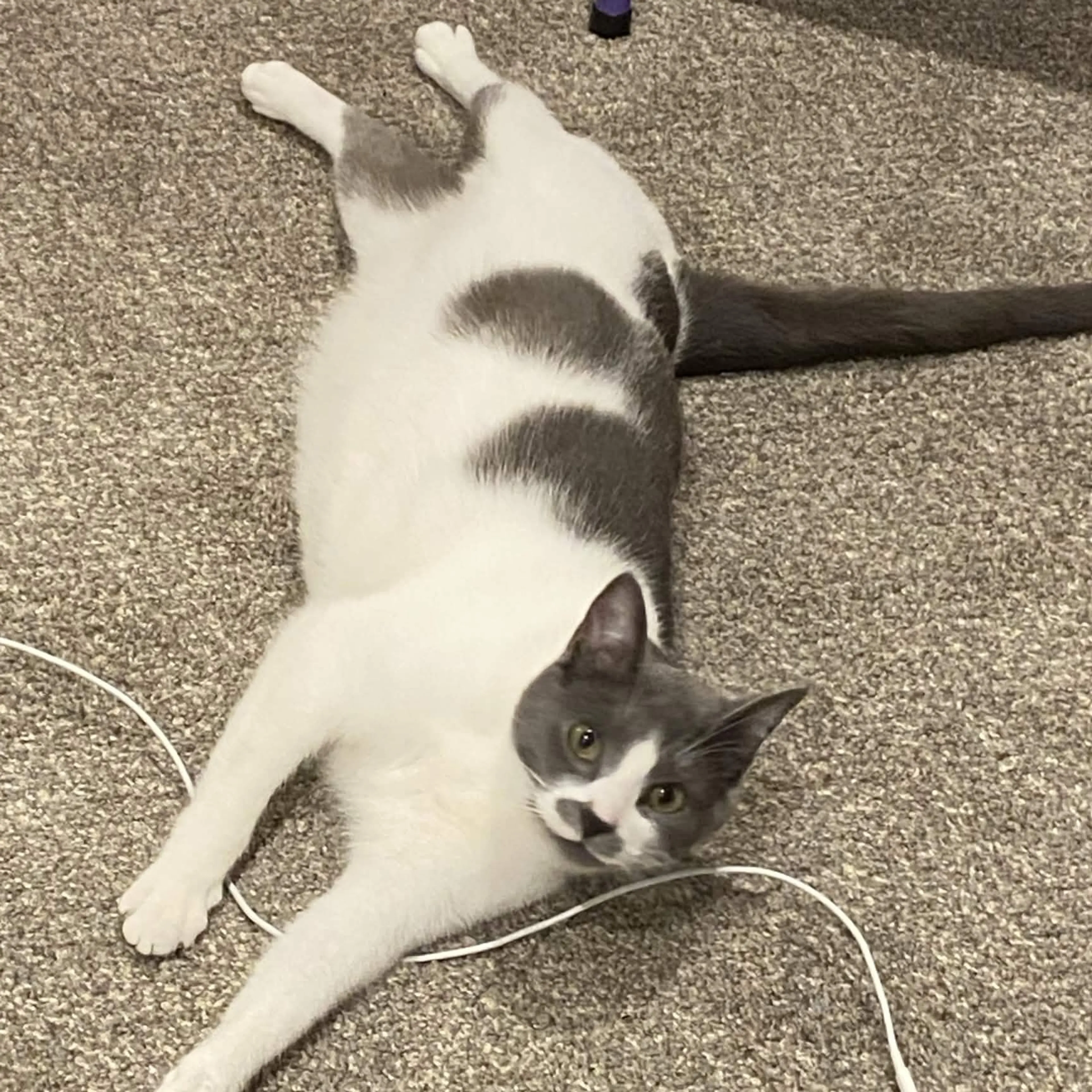 Lost pet-1