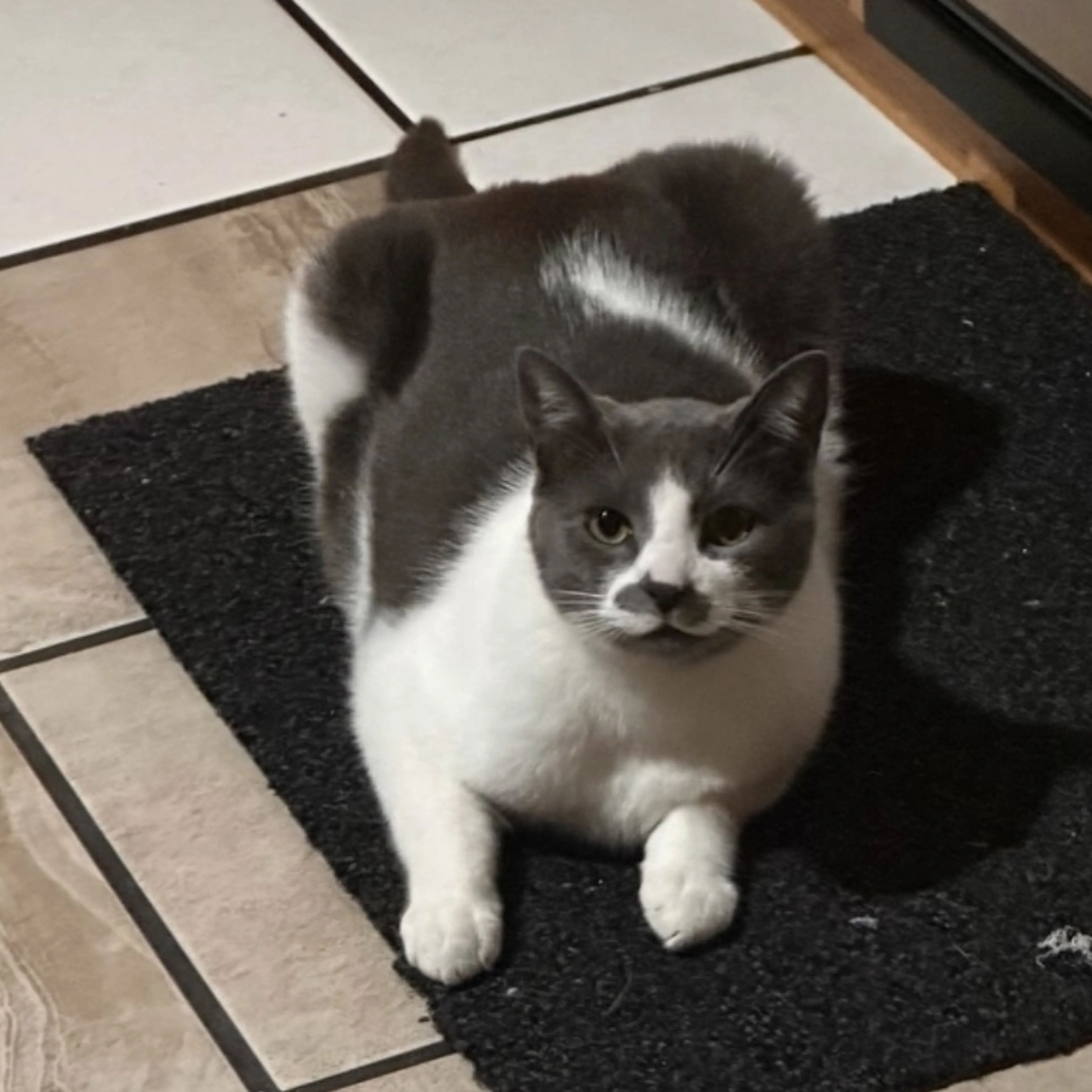 Lost pet-2