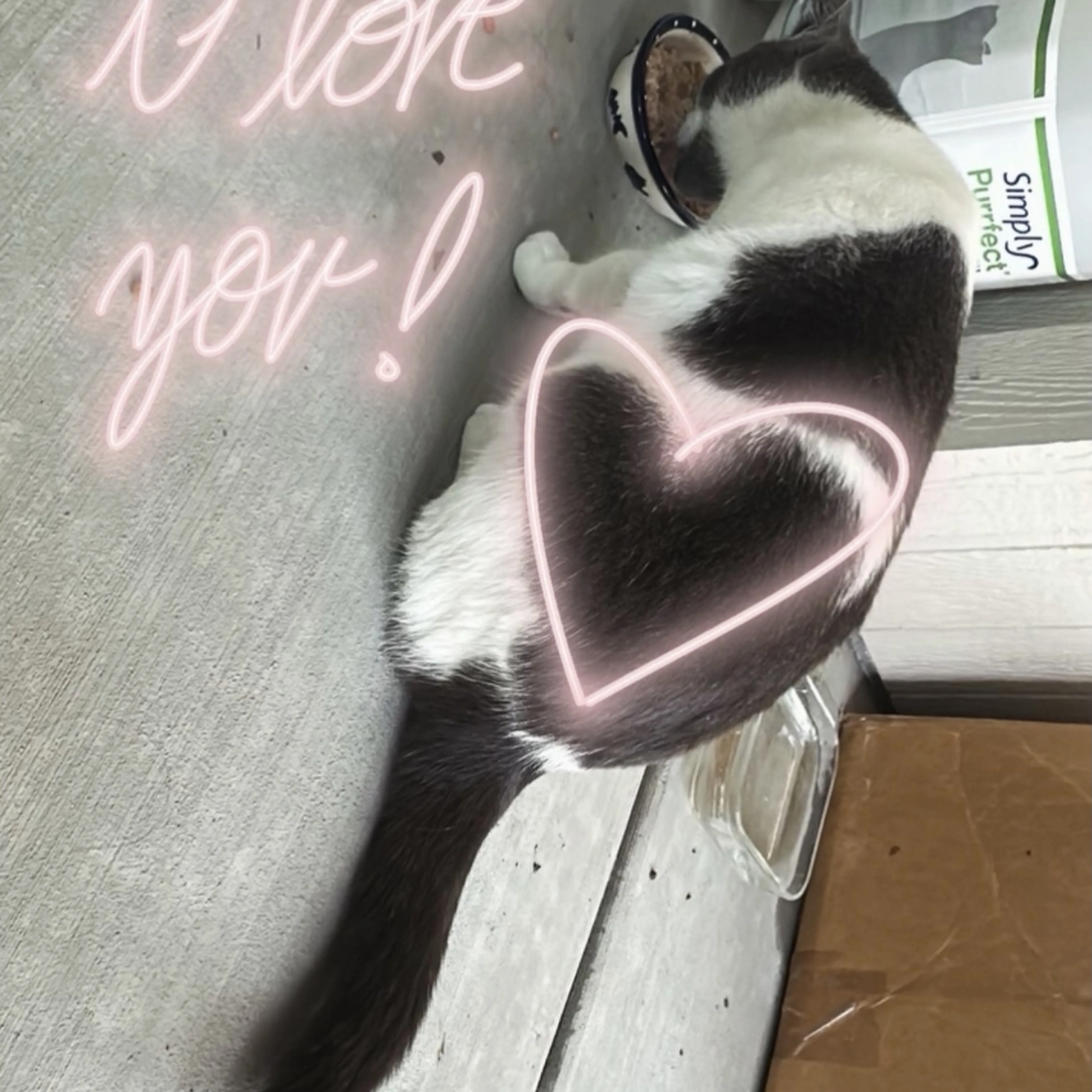 Lost pet-3