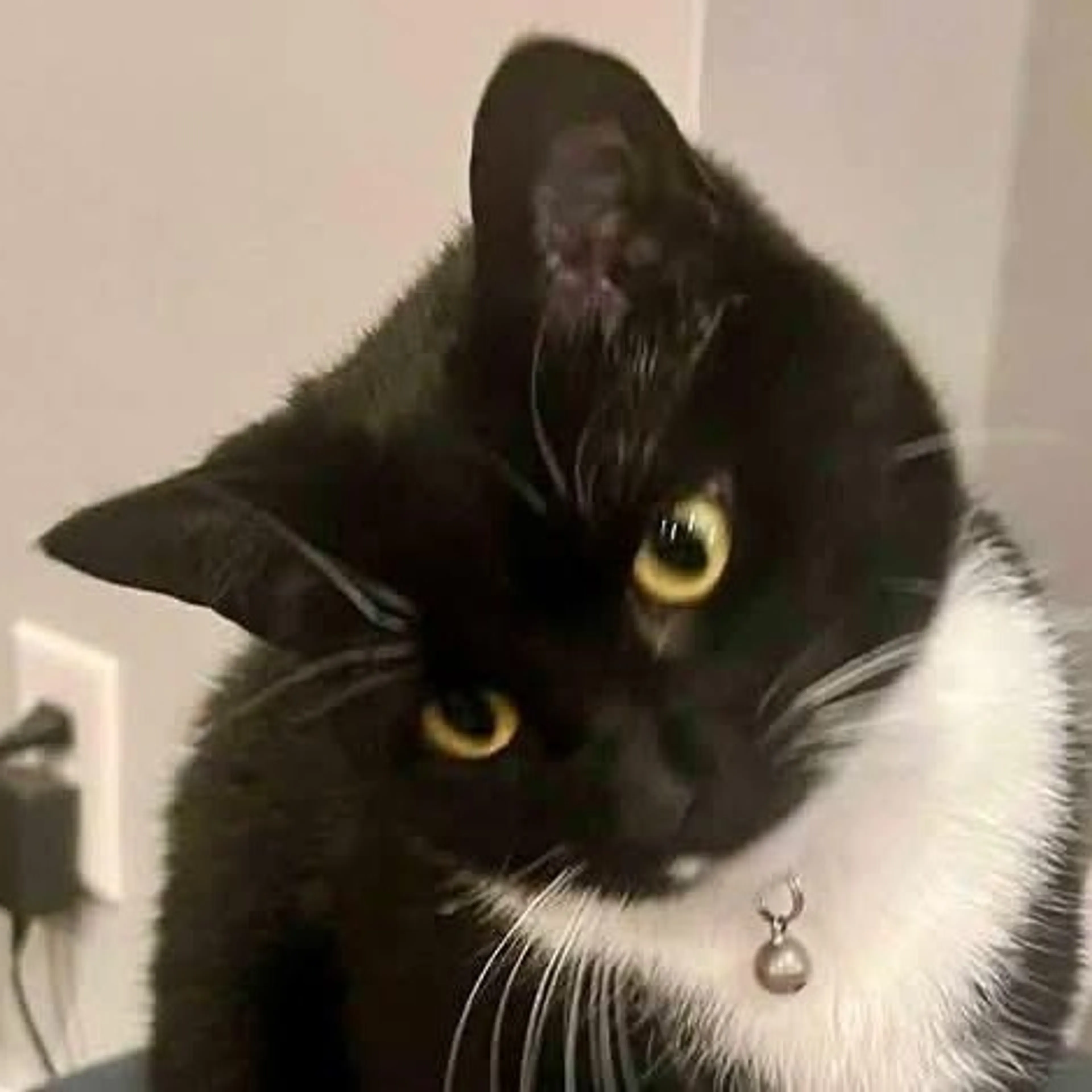 Found pet-1