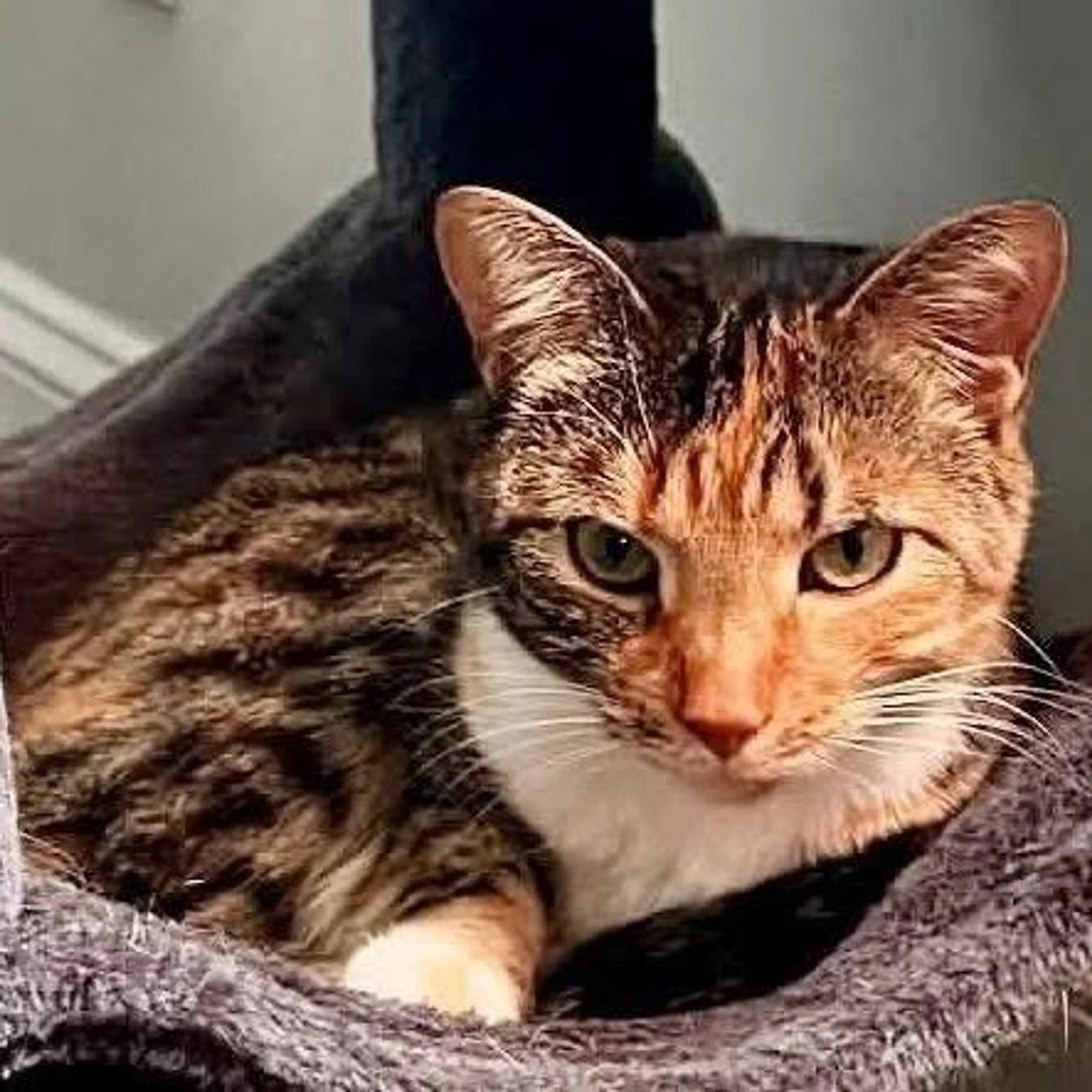 Found pet-3