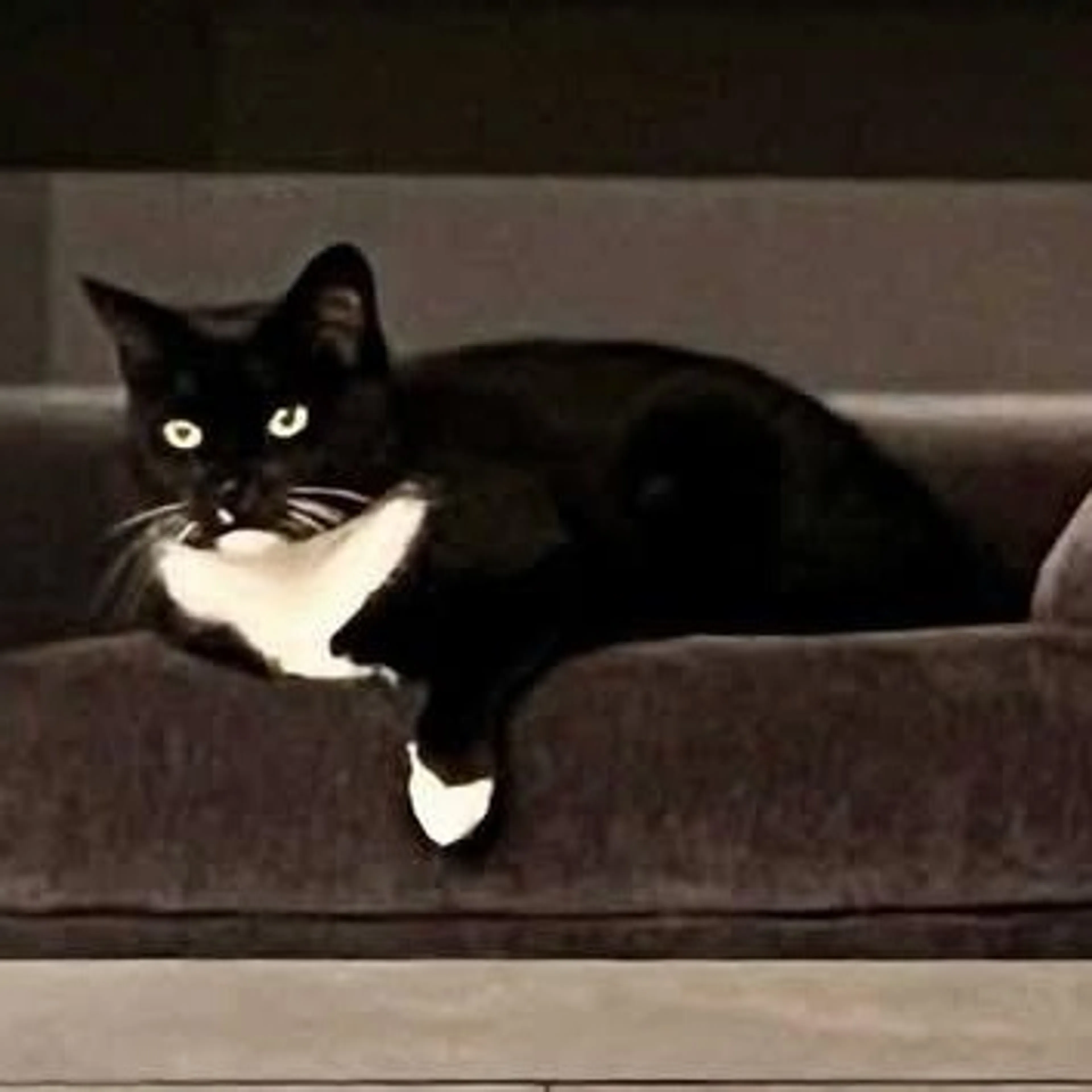 Found pet-2