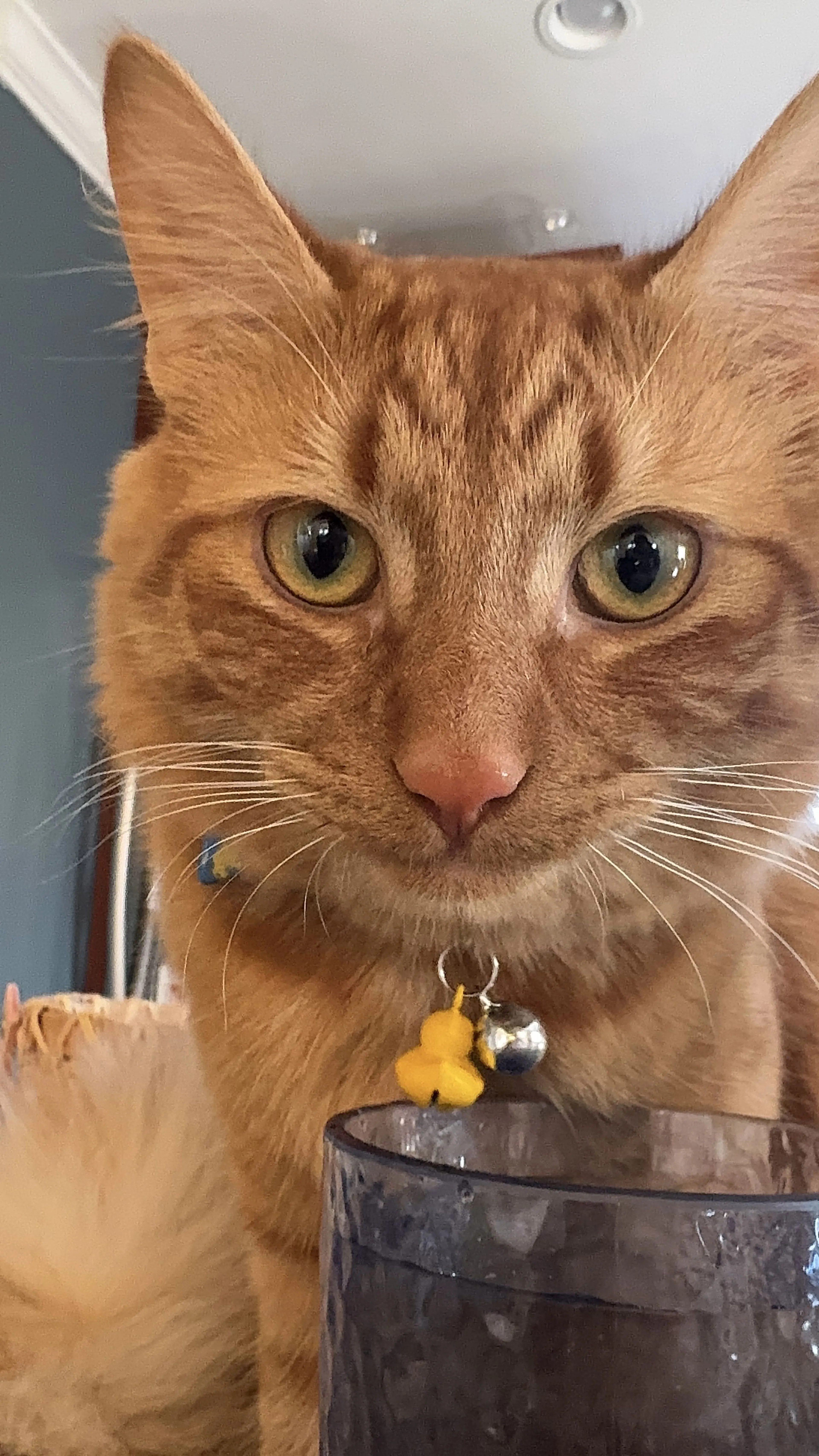 Lost pet