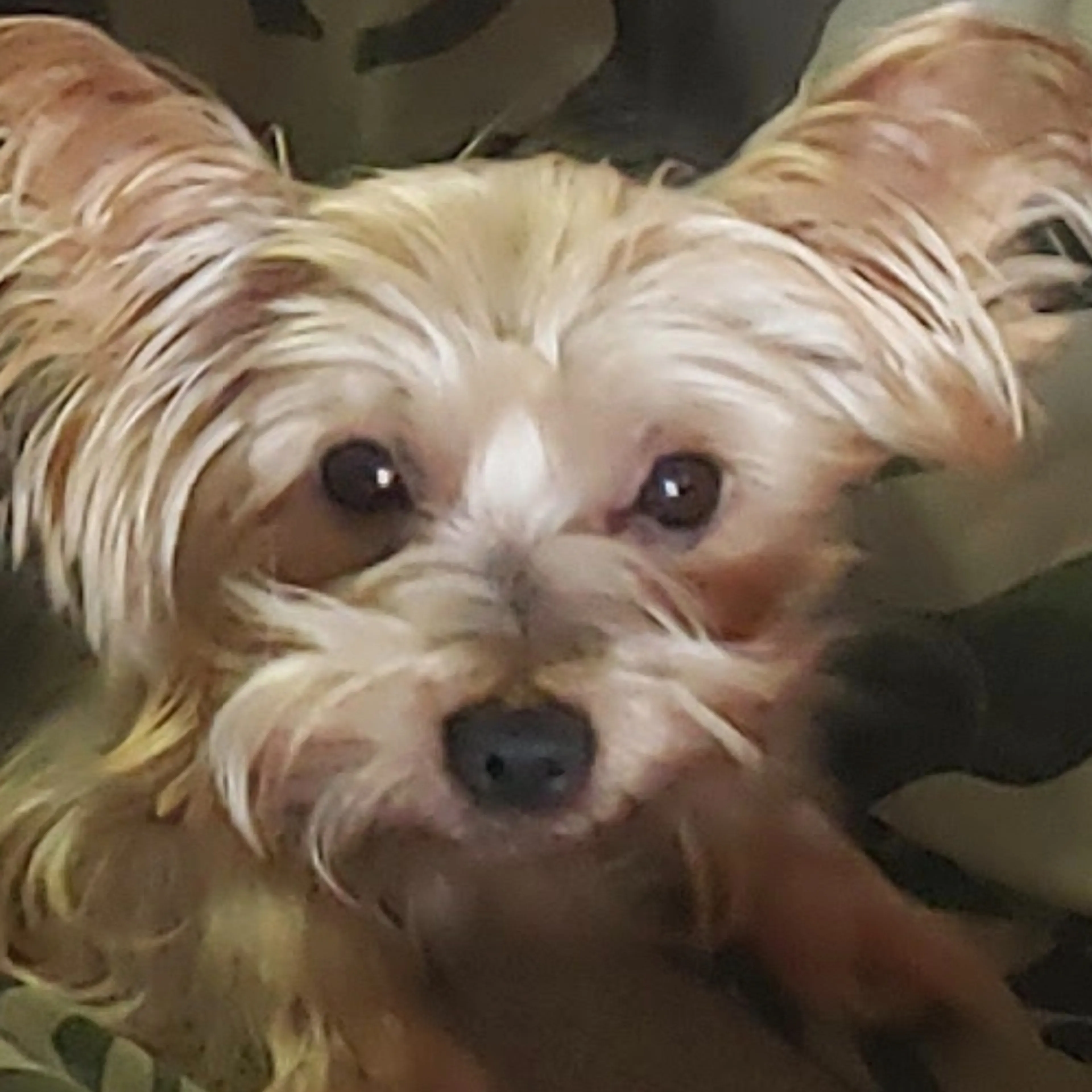 Lost pet-3