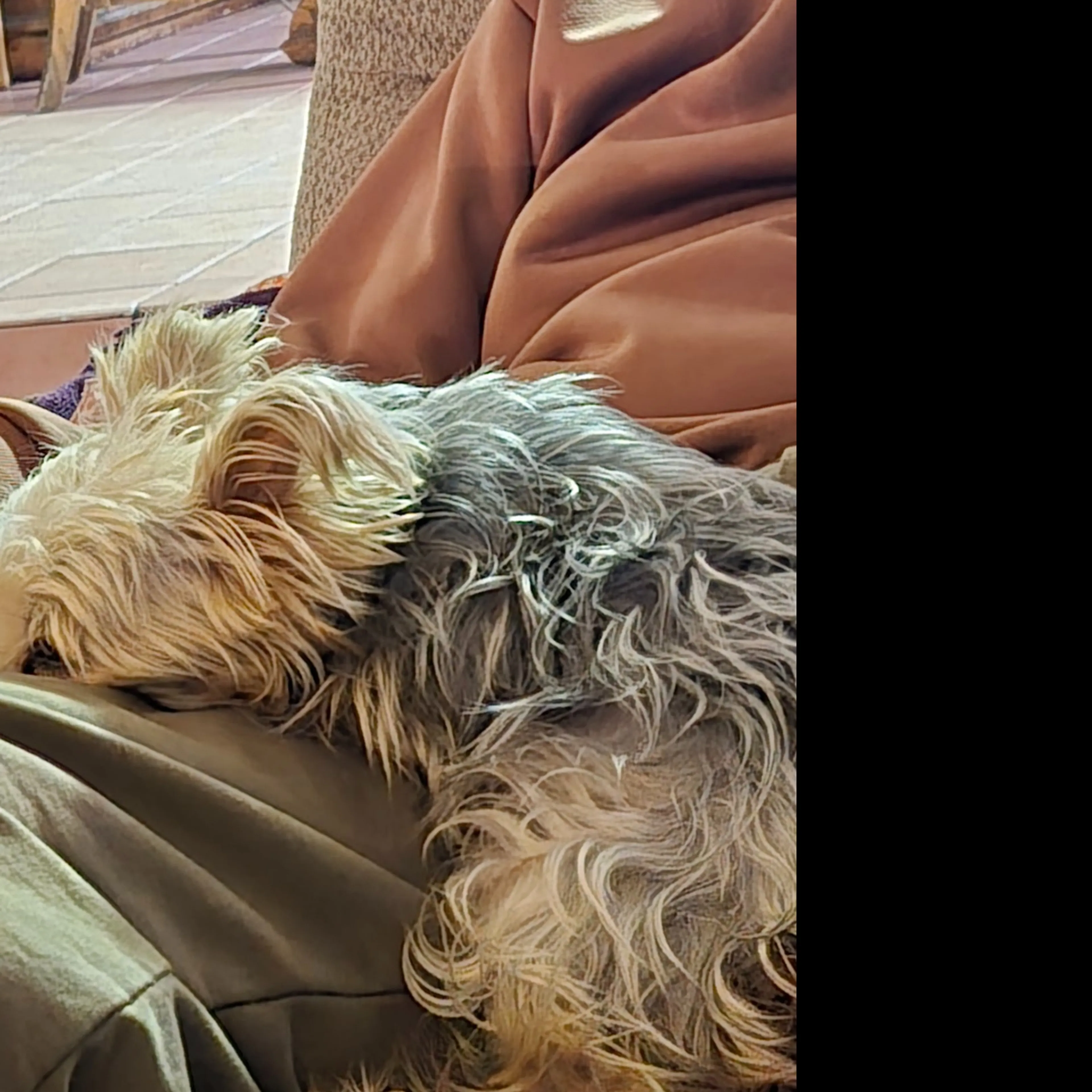 Lost pet-1