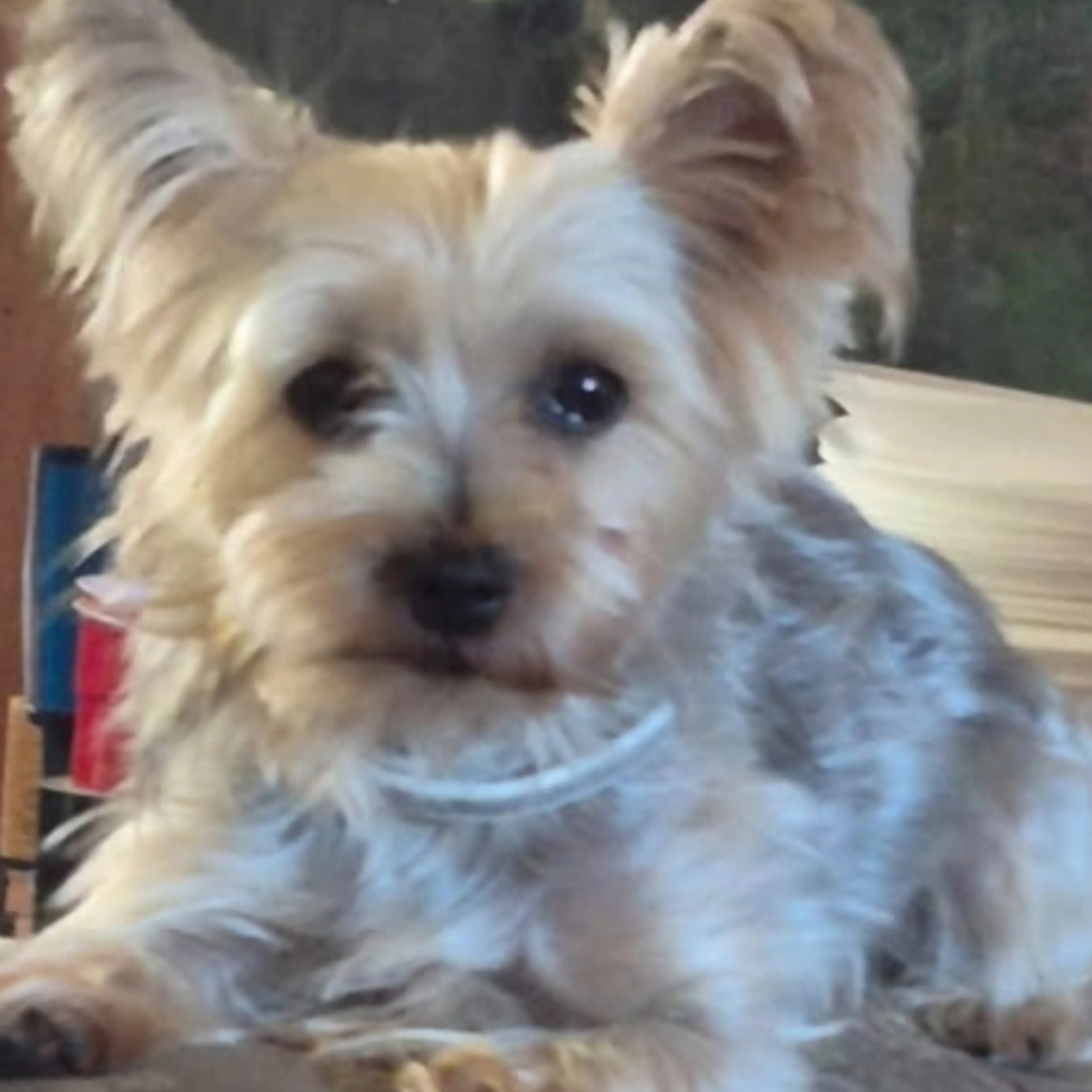 Lost pet-2