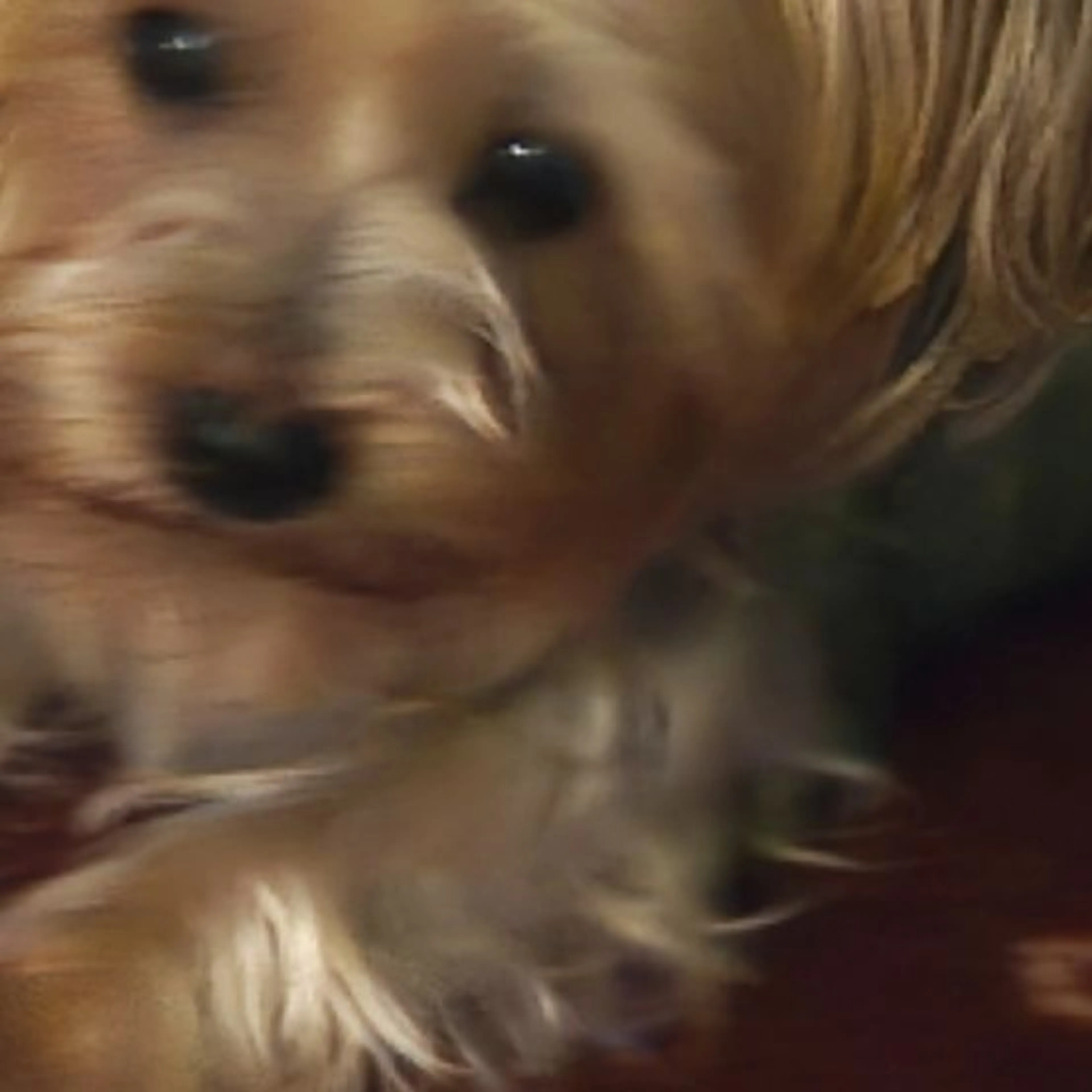 Lost pet-0