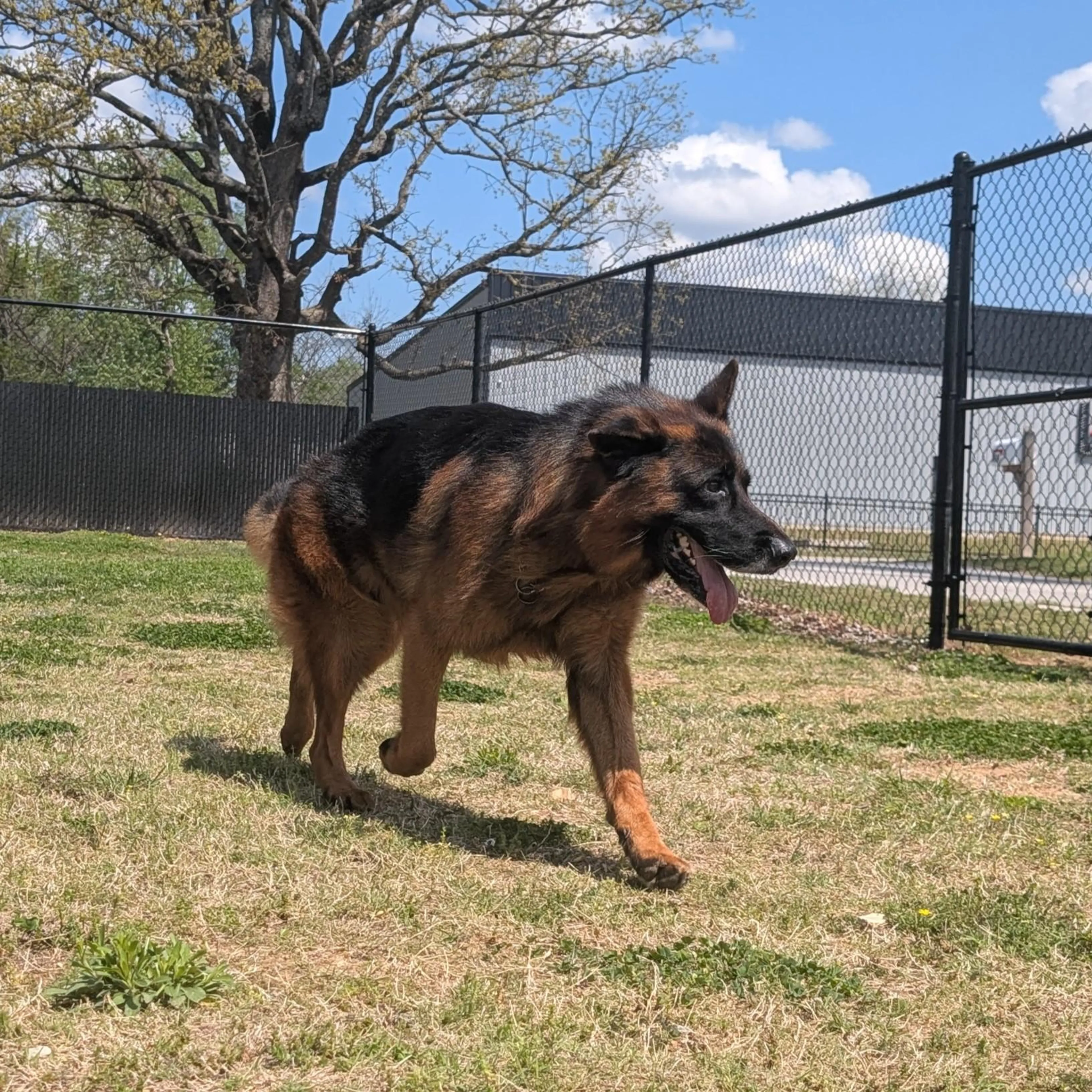 Found pet-4