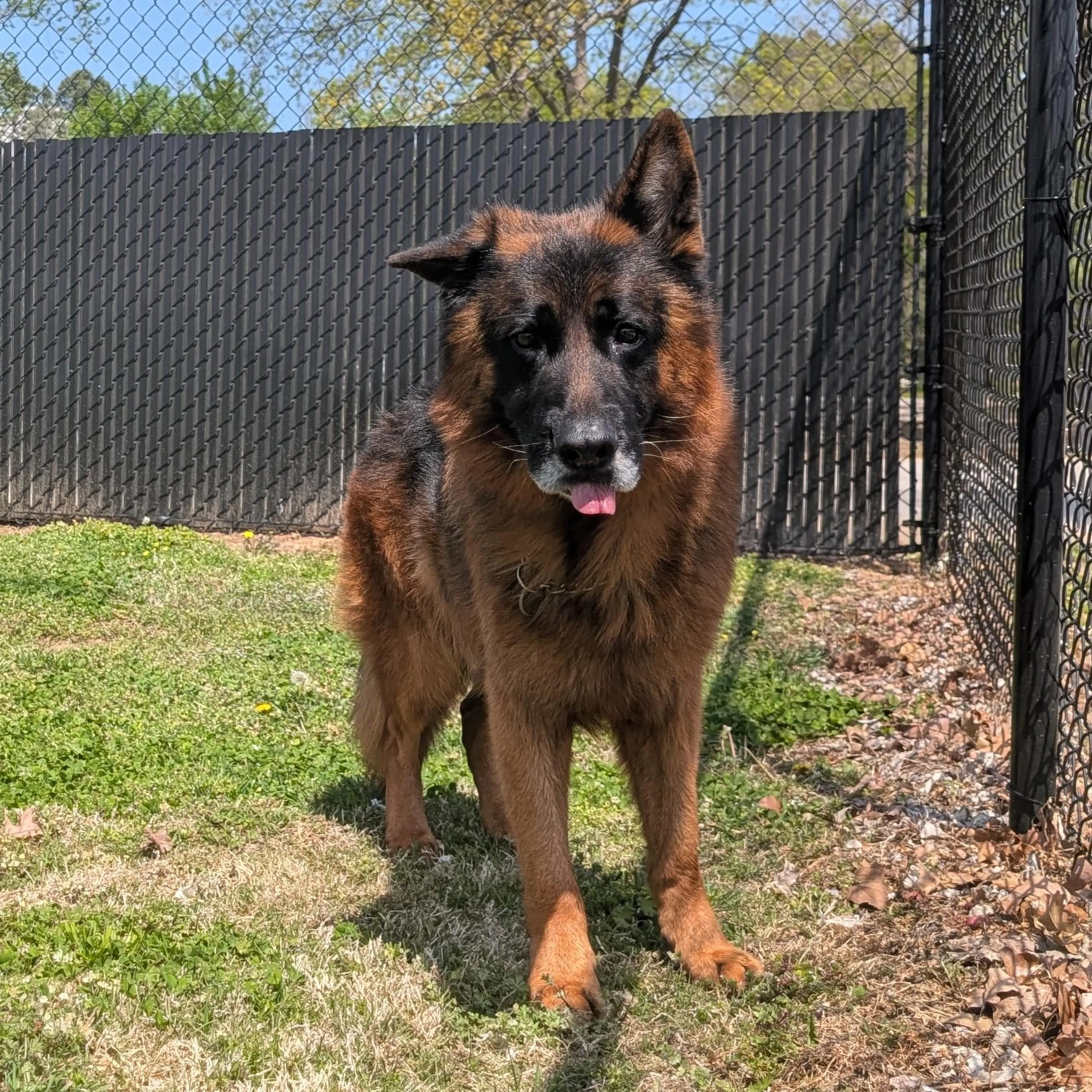 Found pet-3