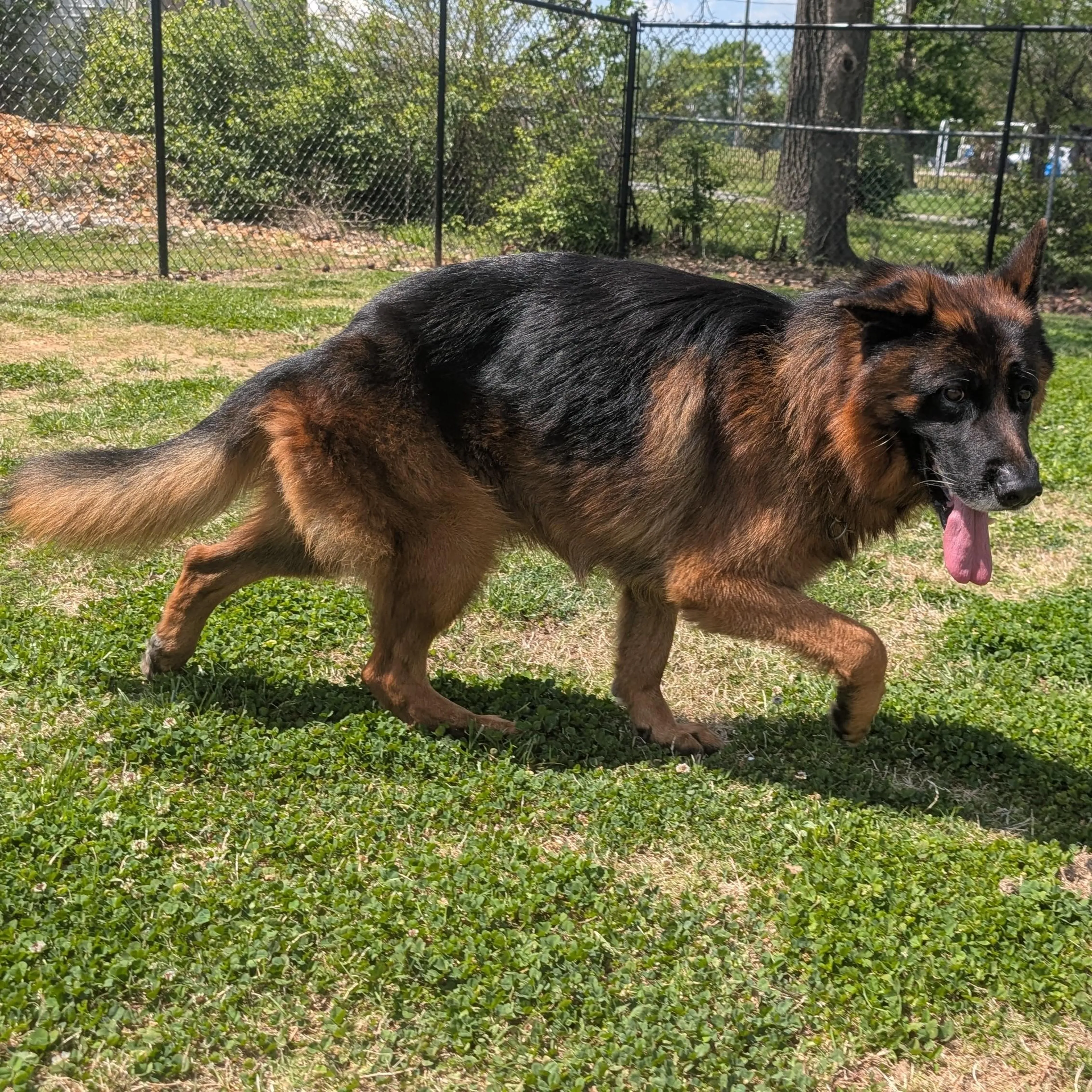 Found pet-0