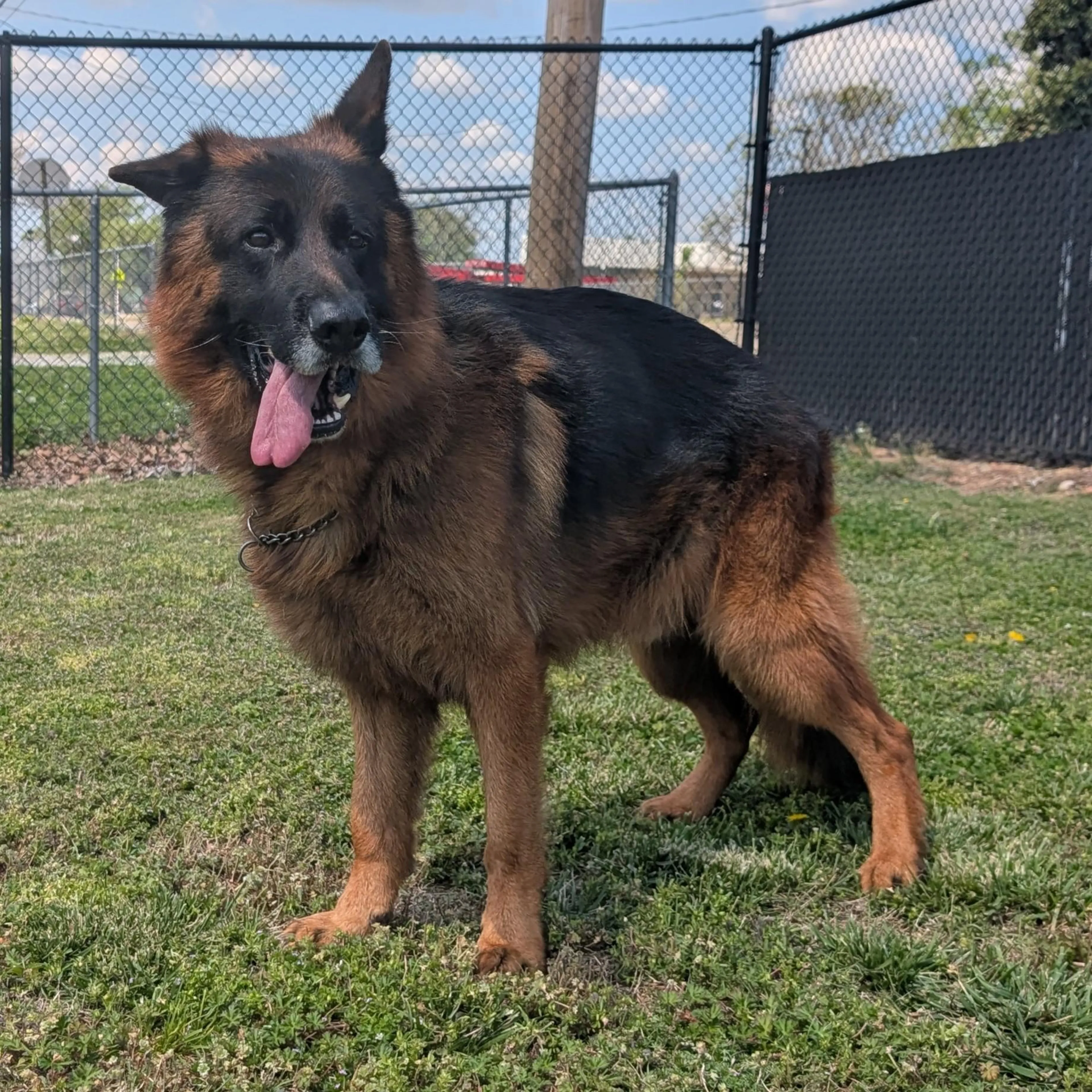 Found pet-1