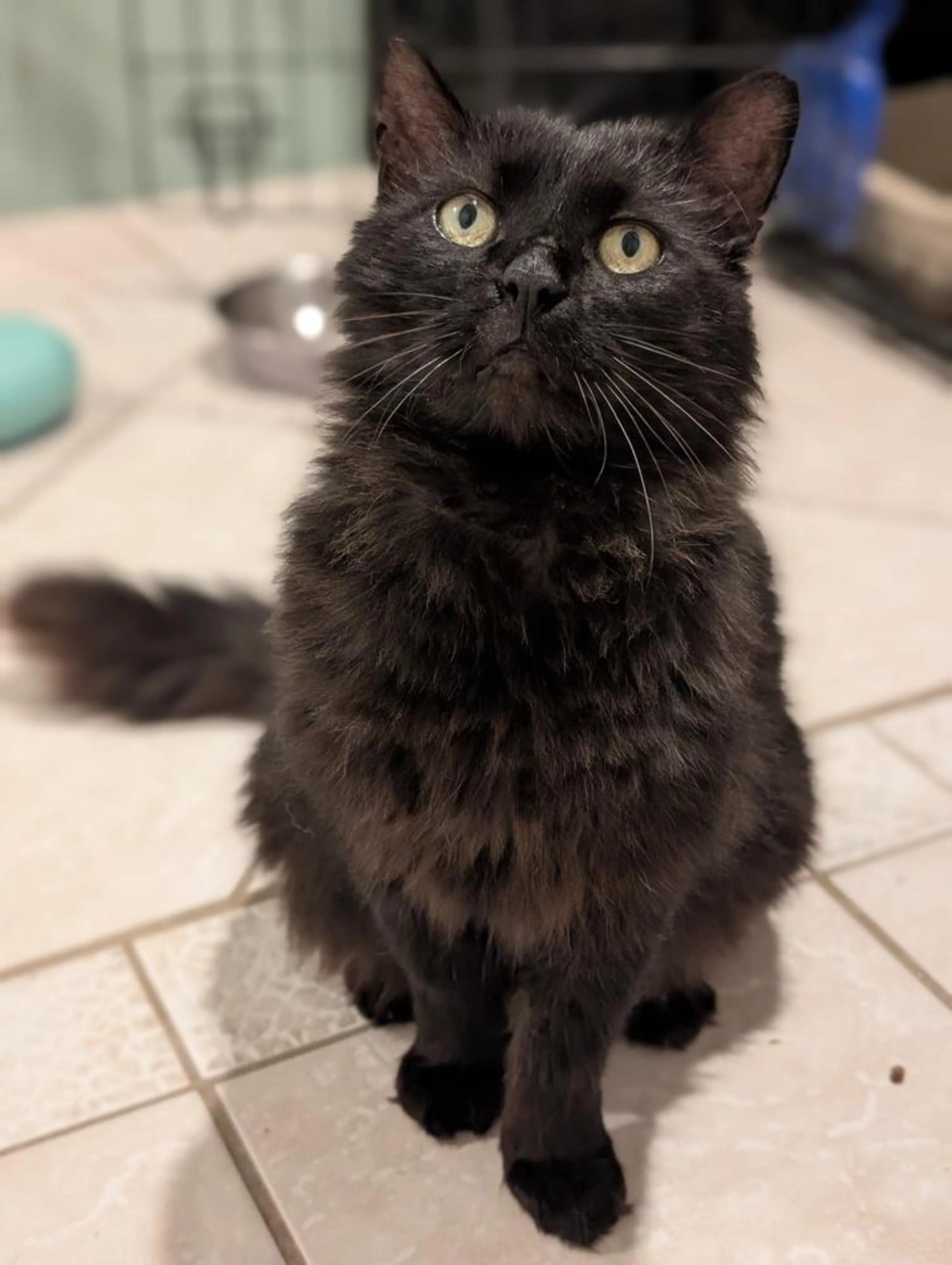Found pet-1