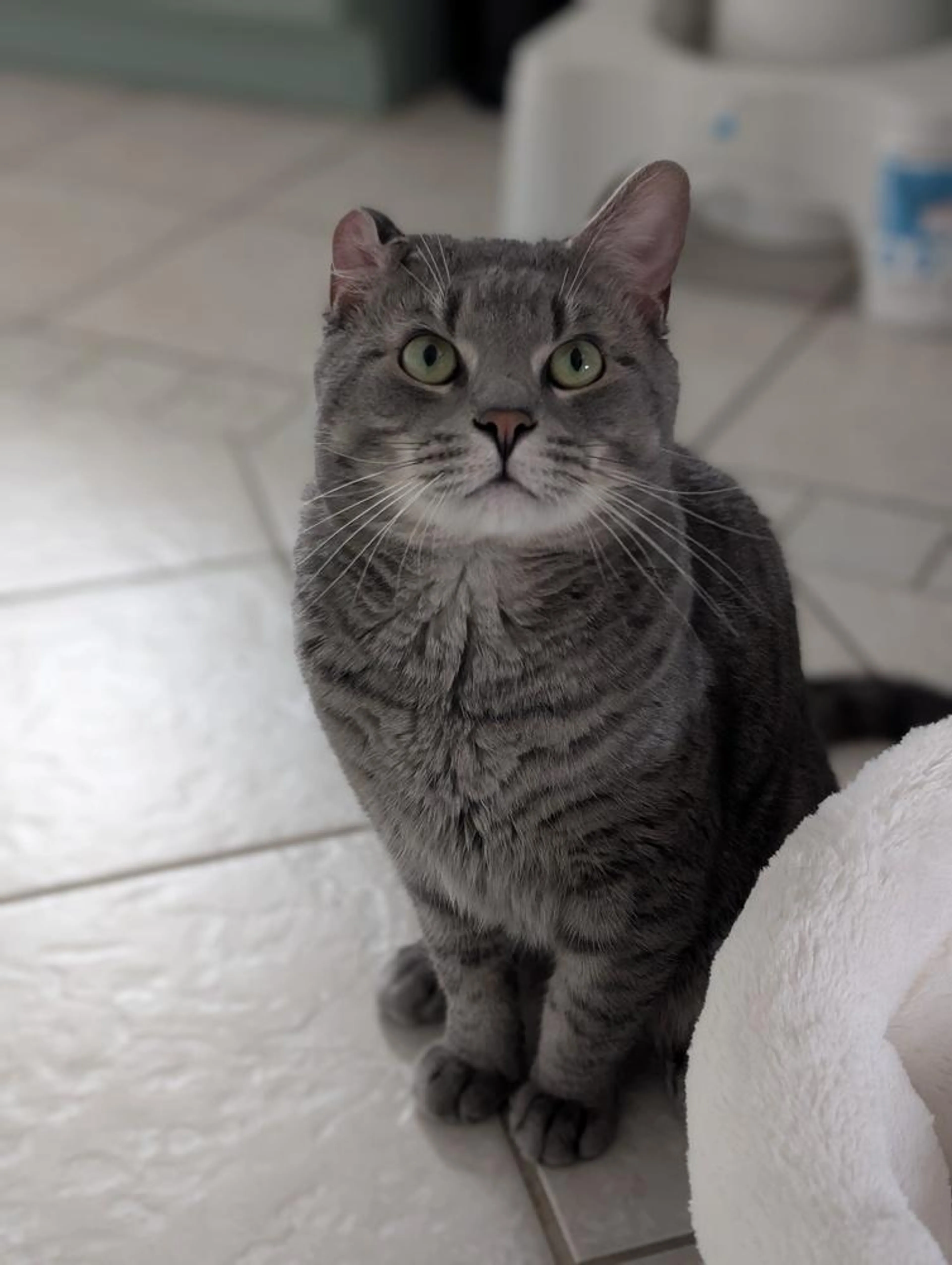 Found pet-1