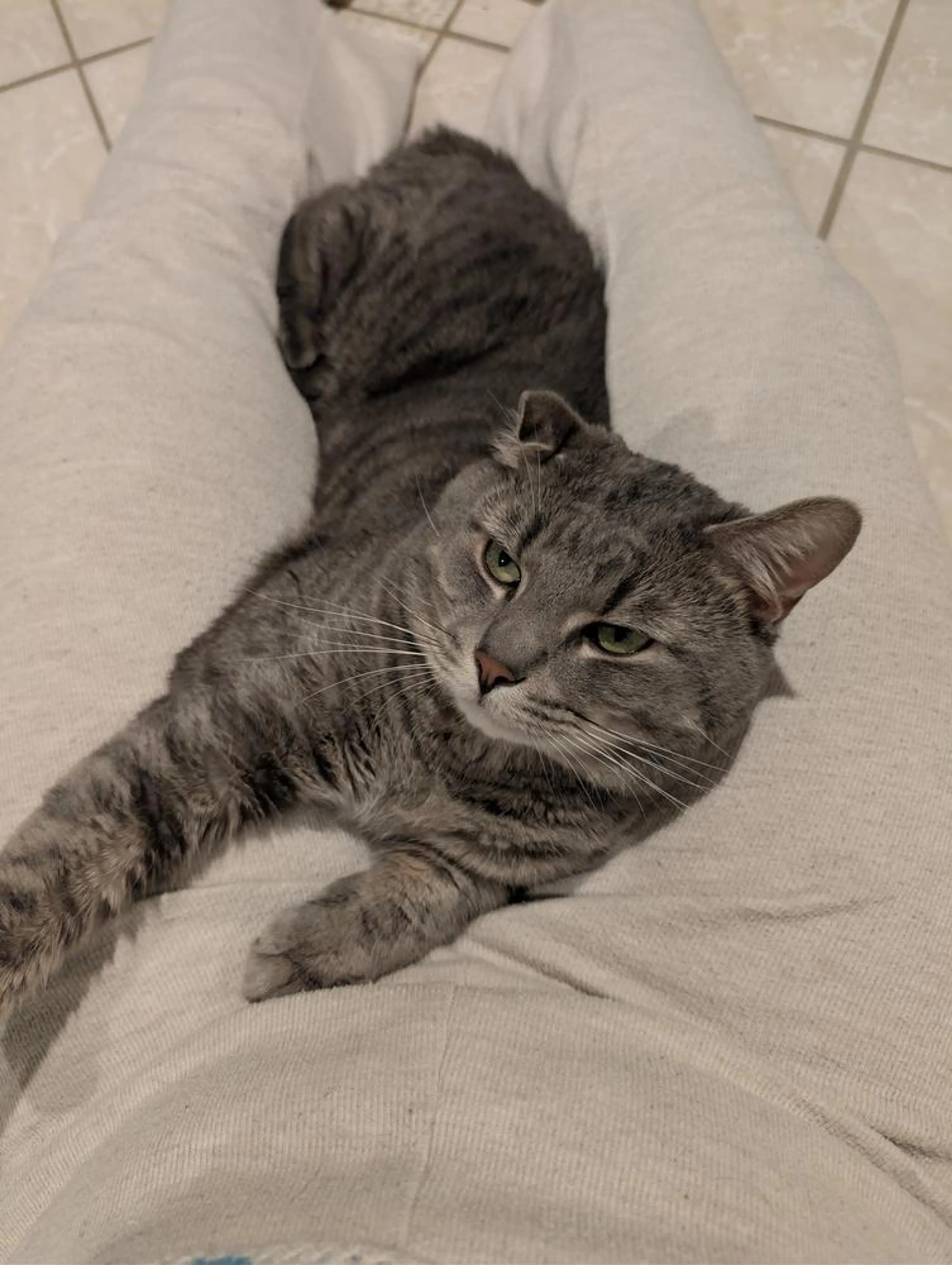 Found pet-2