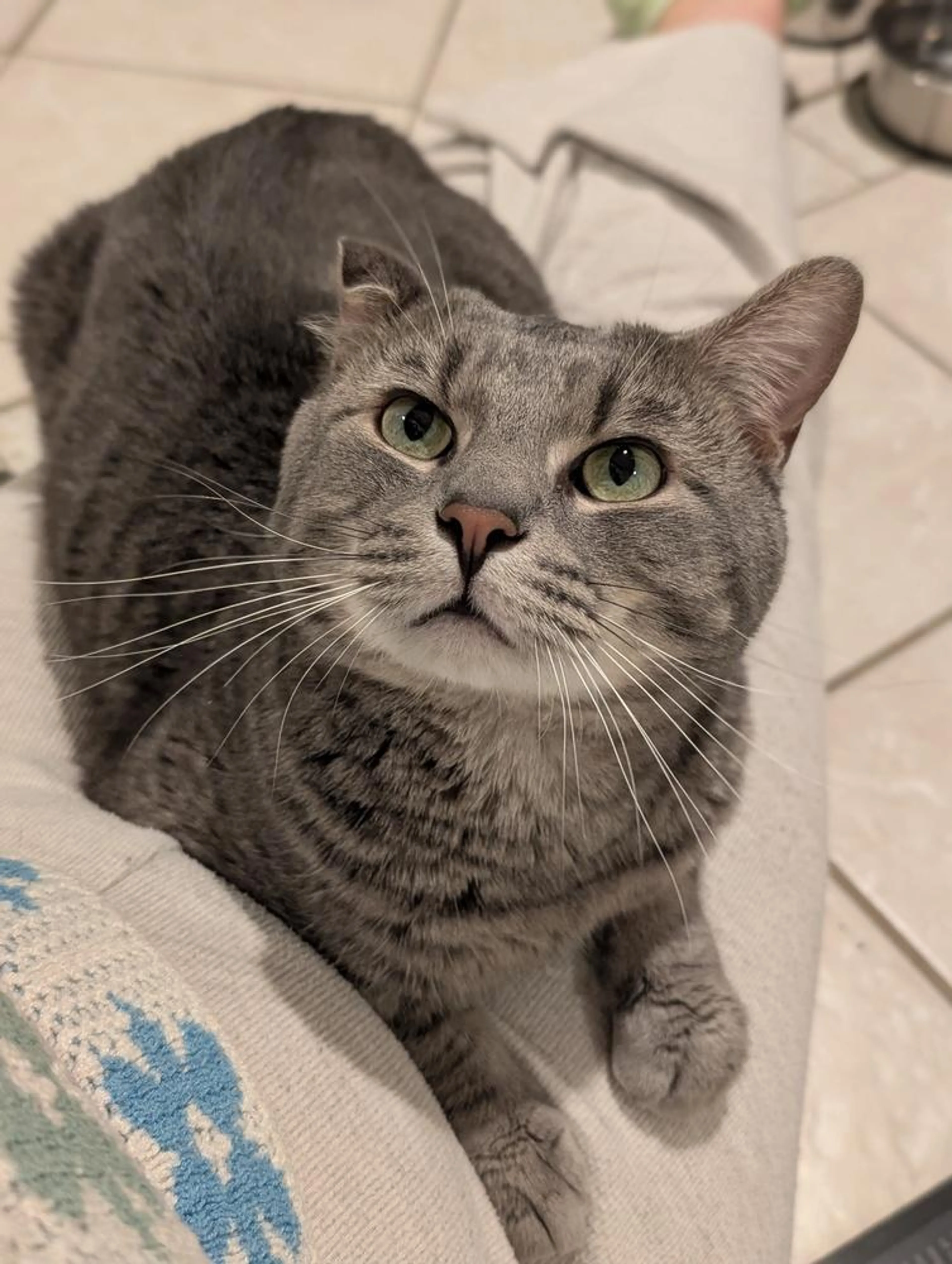 Found pet-0
