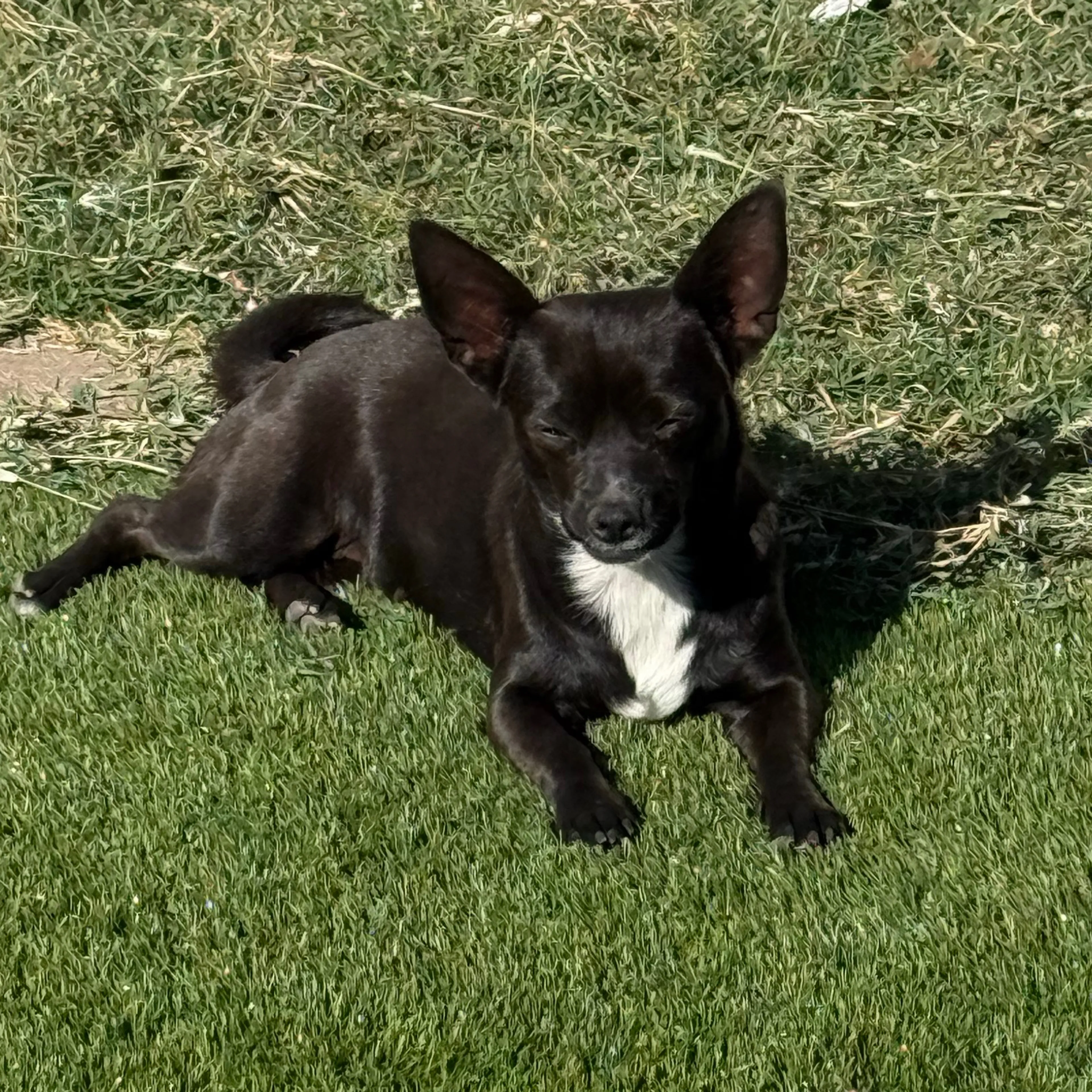 Lost pet-2