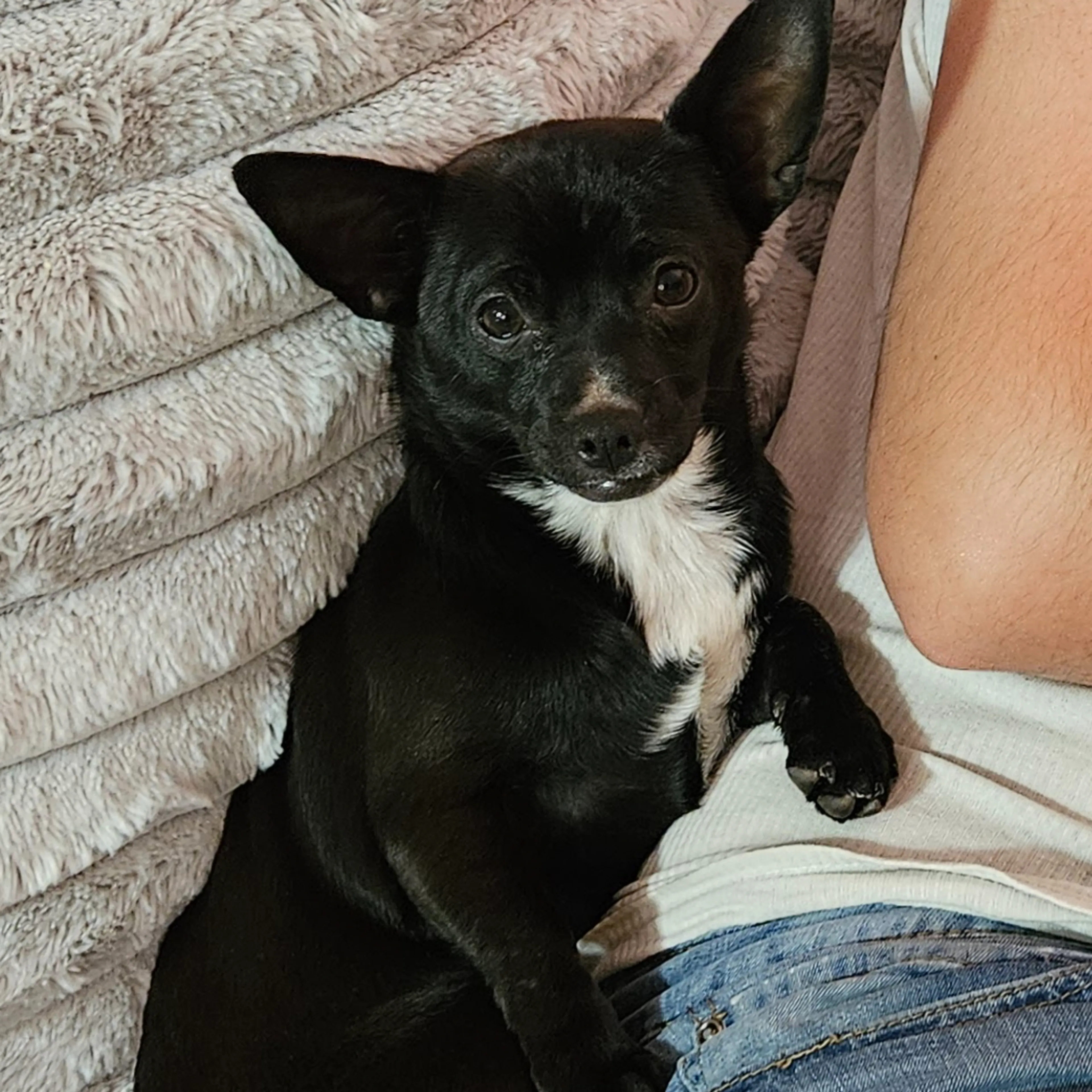 Lost pet-1
