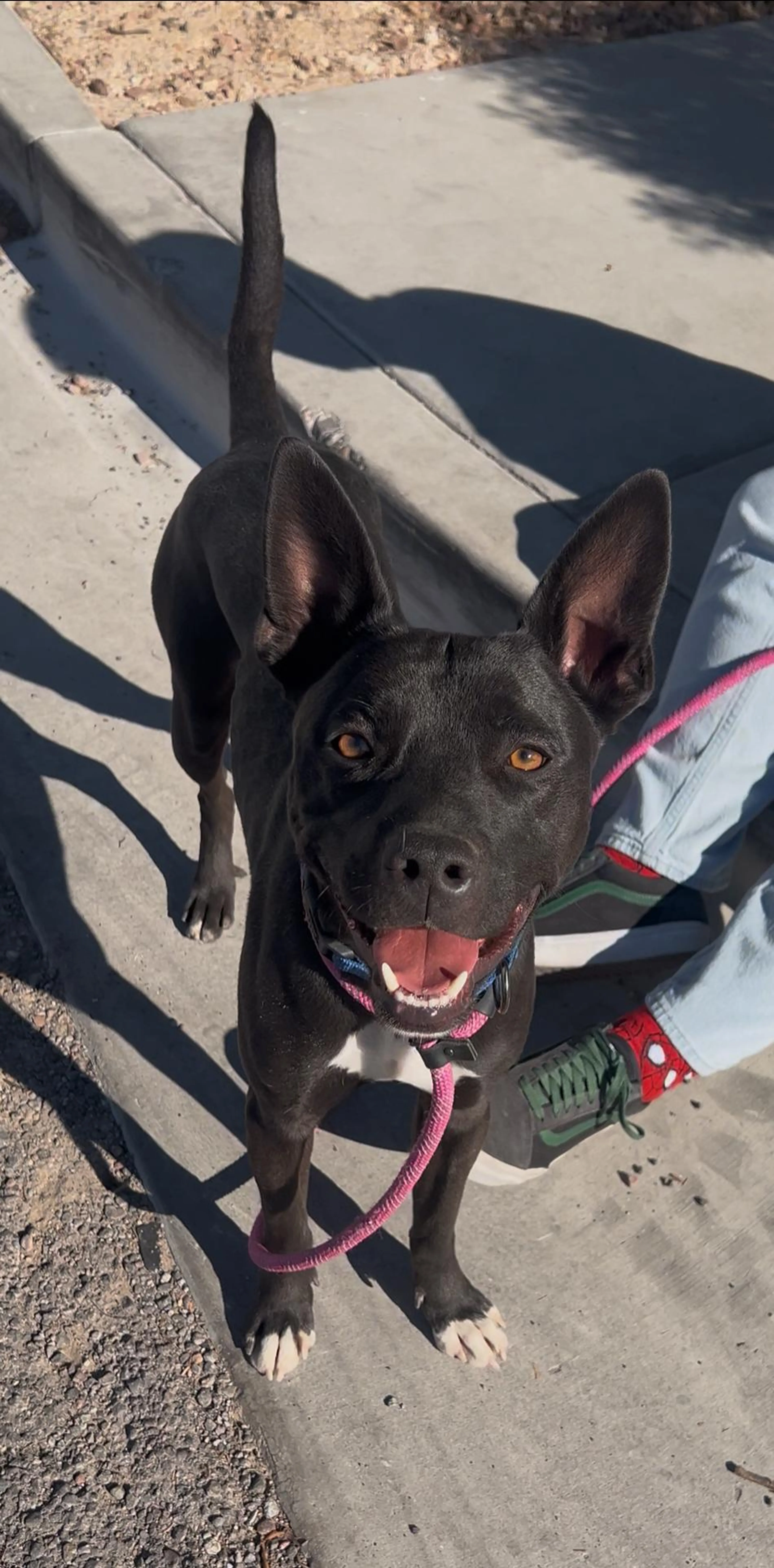 Found pet-3