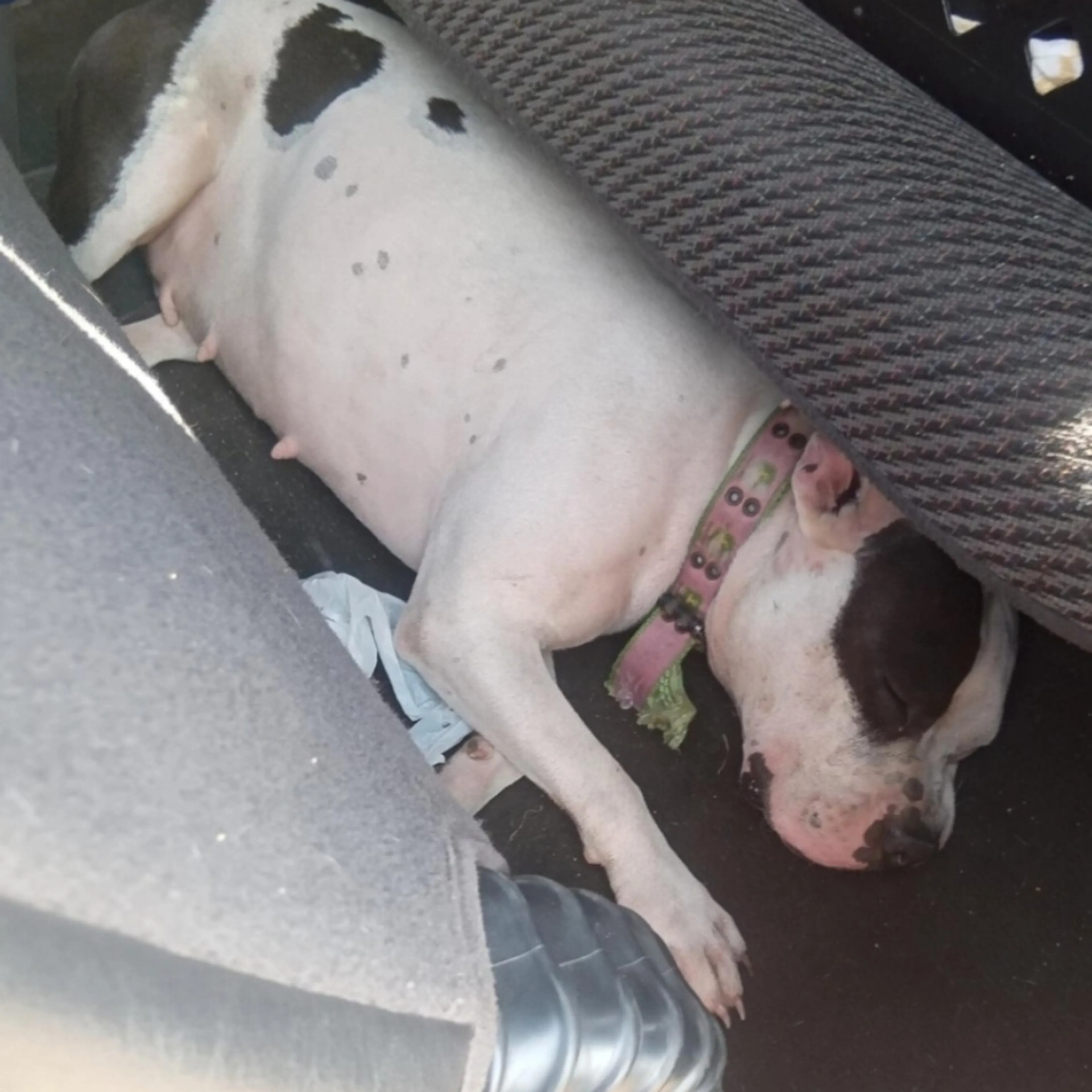 Lost pet-2