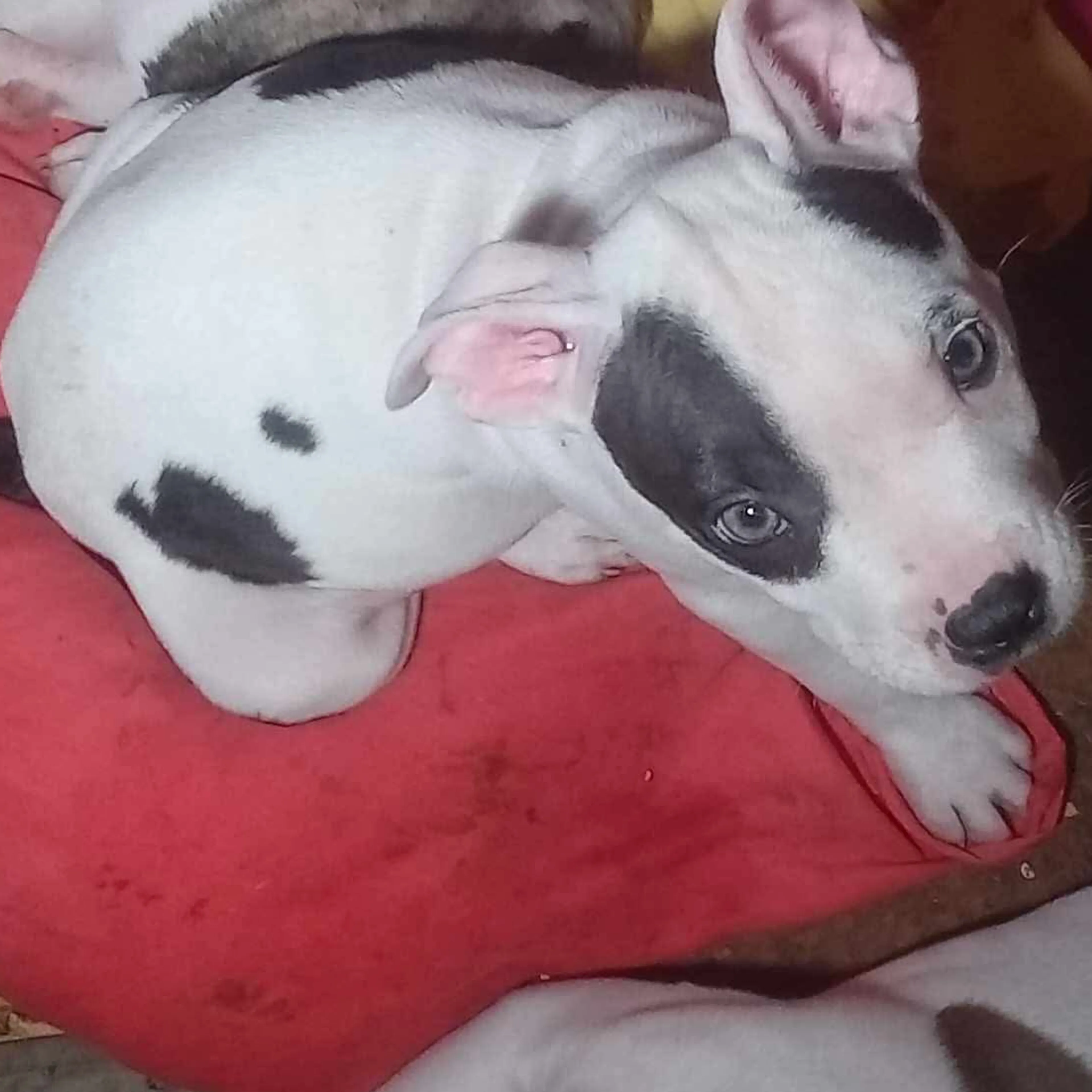 Lost pet-1